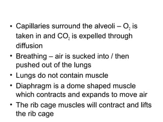 • Capillaries surround the alveoli – O2 is
taken in and CO2 is expelled through
diffusion
• Breathing – air is sucked into / then
pushed out of the lungs
• Lungs do not contain muscle
• Diaphragm is a dome shaped muscle
which contracts and expands to move air
• The rib cage muscles will contract and lifts
the rib cage
 