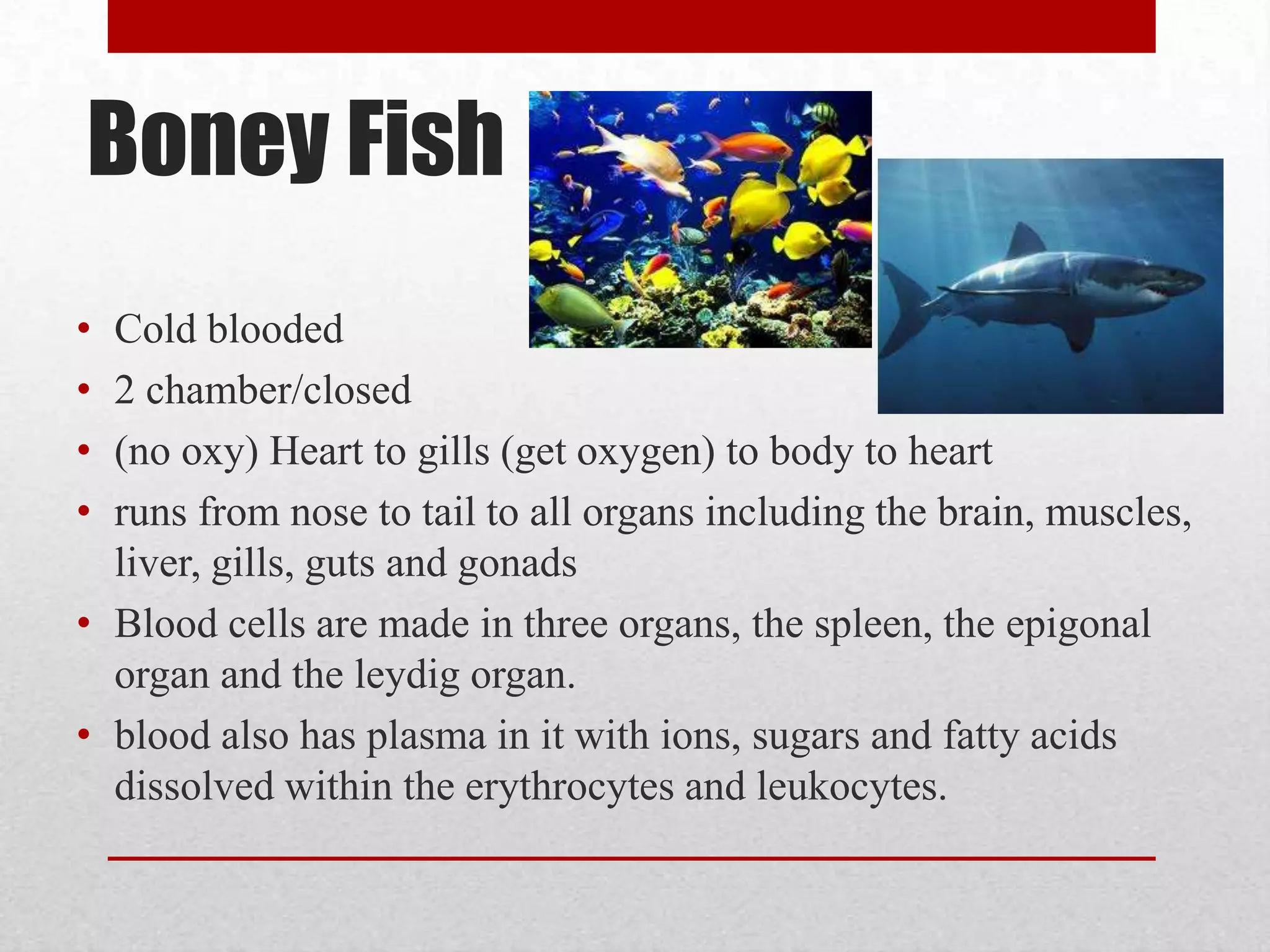 Under a closed system there is a greater detail of evolution that differs between vertebrates in heart structure2 chamber …3 chamber …4 chamber …      Heart