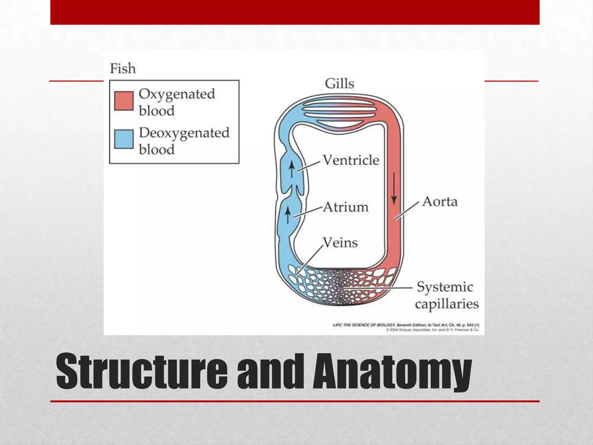 2 Chamber one atrium and one ventricleblood directly pumps to all the body, lungs or gillsrequires lower blood pressure because of their lower body activity
