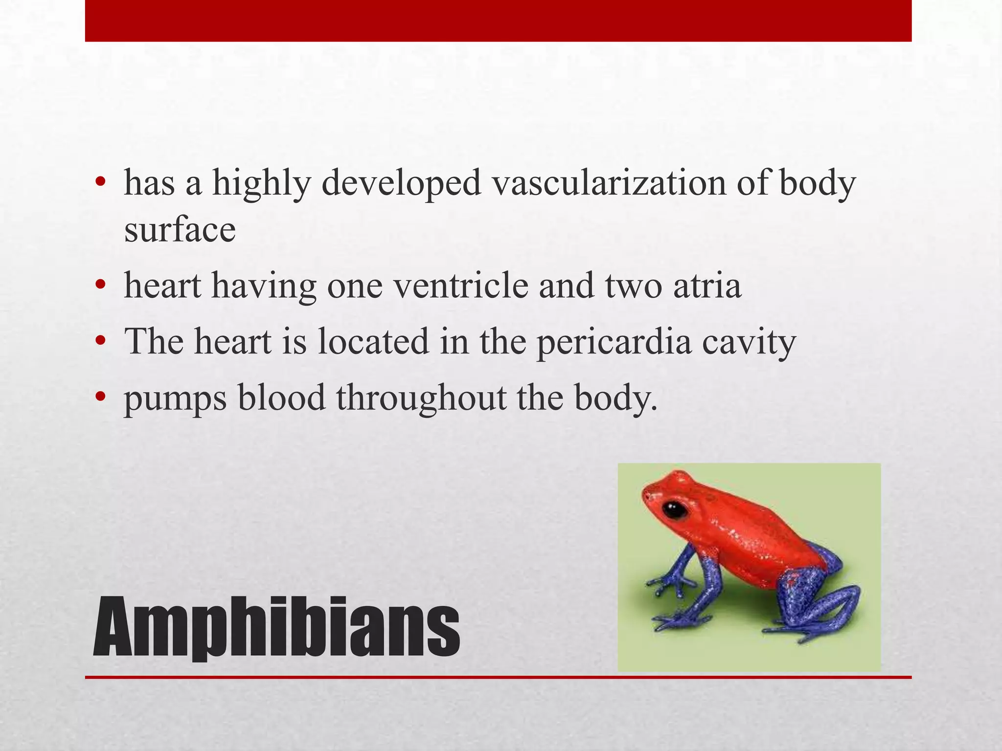 Structure and Anatomy