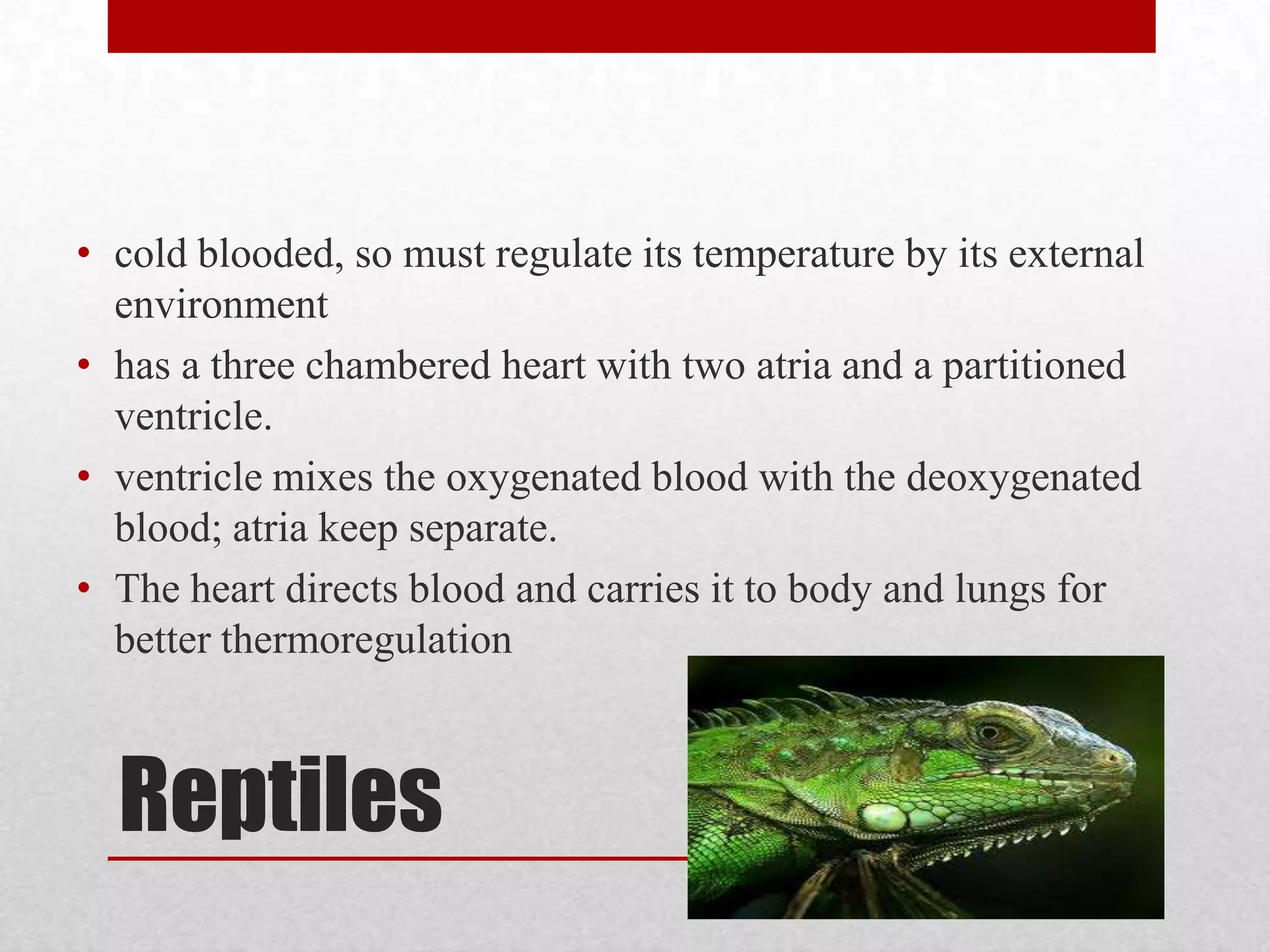 3 Chamberwith 2 atria and 1 ventricleWith the development of lungs, the circulatory system had evolved into 2 separate circulation pathways for lungs and bodyadvantageous with a higher pressure in vessels that lead to both the lungs and body