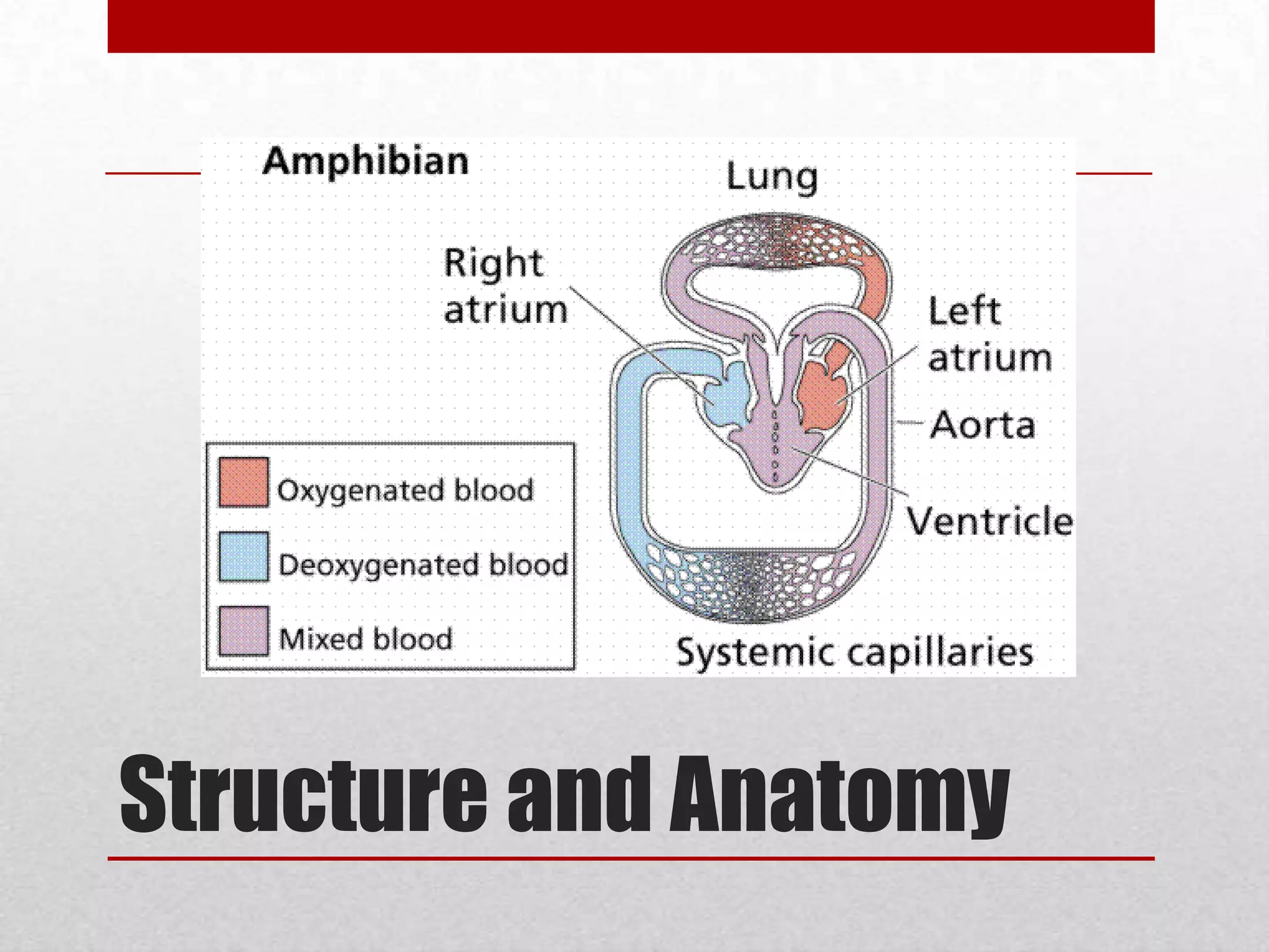 Amphibianshas a highly developed vascularization of body surface heart having one ventricle and two atria The heart is located in the pericardia cavity pumps blood throughout the body. 