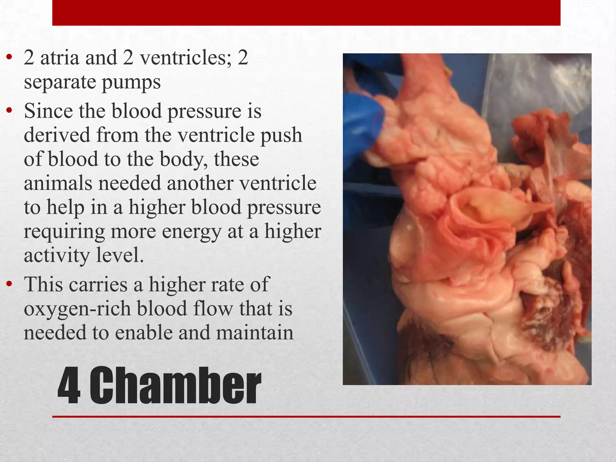 Reptilescold blooded, so must regulate its temperature by its external environment has a three chambered heart with two atria and a partitioned ventricle. ventricle mixes the oxygenated blood with the deoxygenated blood; atria keep separate.The heart directs blood and carries it to body and lungs for better thermoregulation