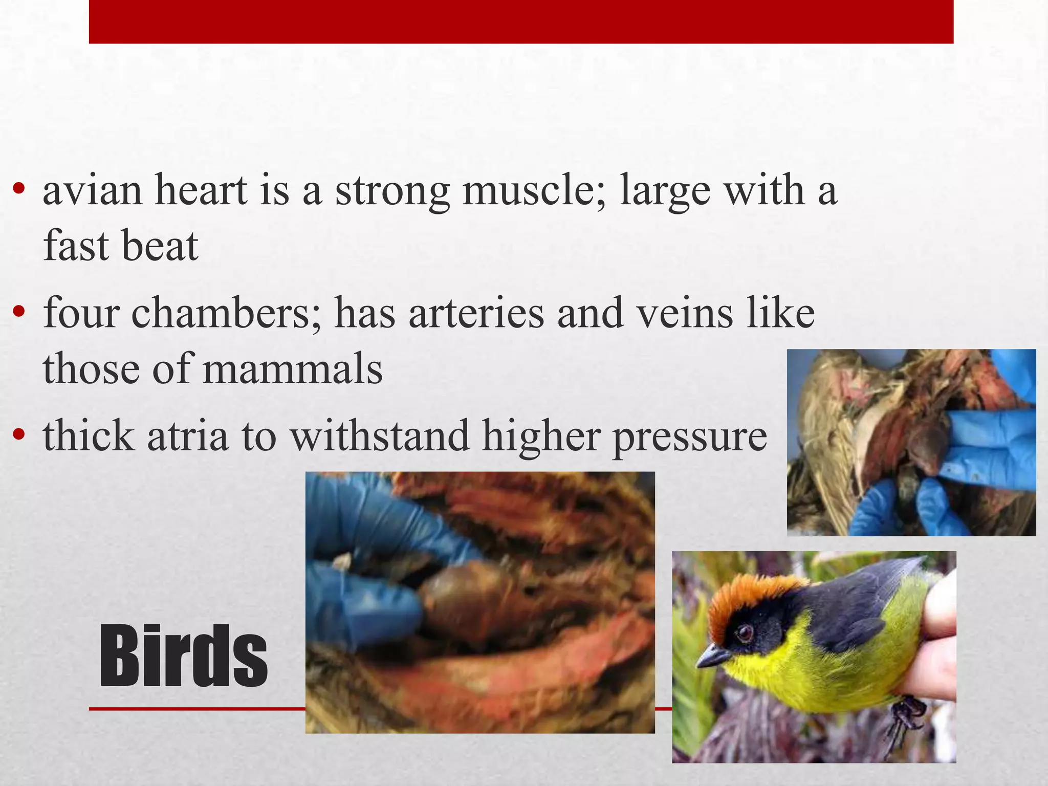 Structure and Anatomy