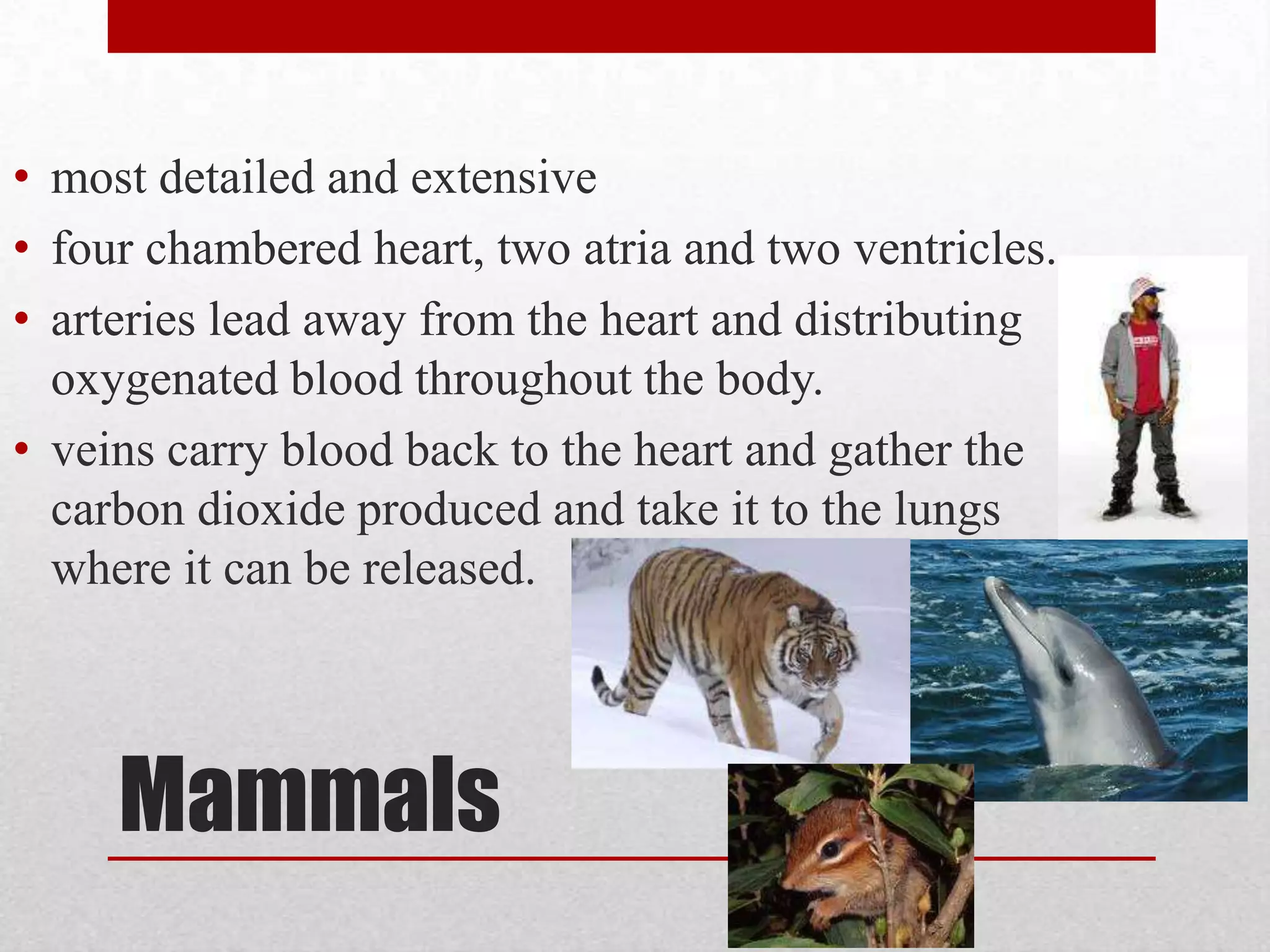 4 Chamber2 atria and 2 ventricles; 2 separate pumps  Since the blood pressure is derived from the ventricle push of blood to the body, these animals needed another ventricle to help in a higher blood pressure requiring more energy at a higher activity level.  This carries a higher rate of oxygen-rich blood flow that is needed to enable and maintain