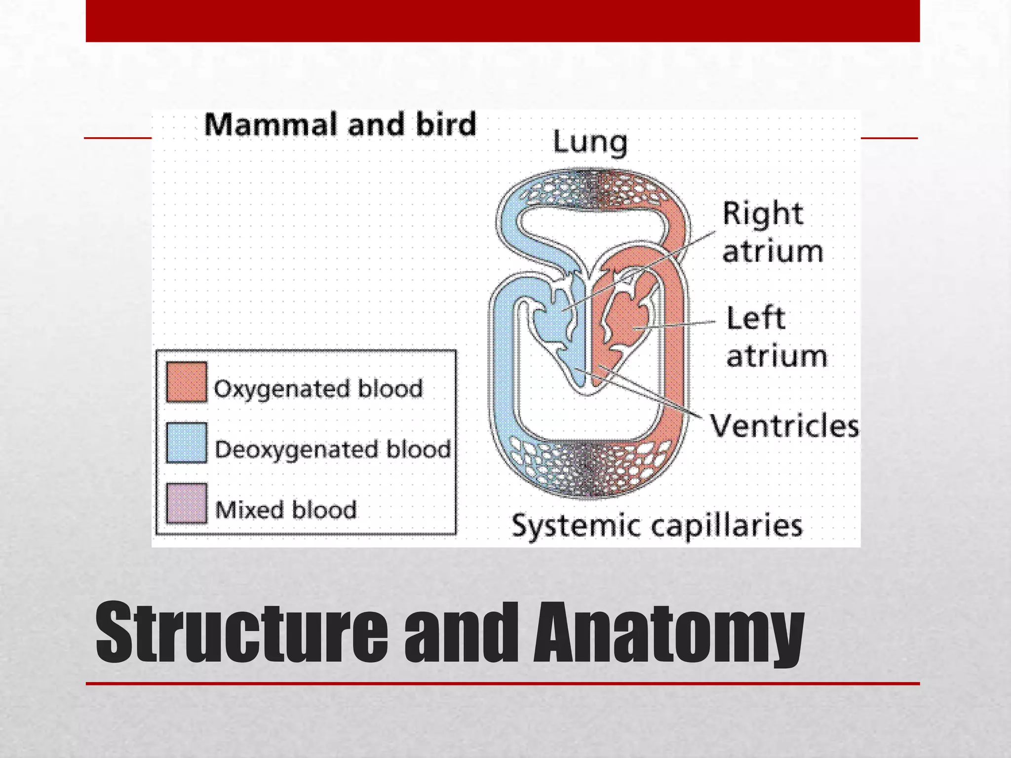 Birdsavian heart is a strong muscle; large with a fast beat four chambers; has arteries and veins like those of mammalsthick atria to withstand higher pressure