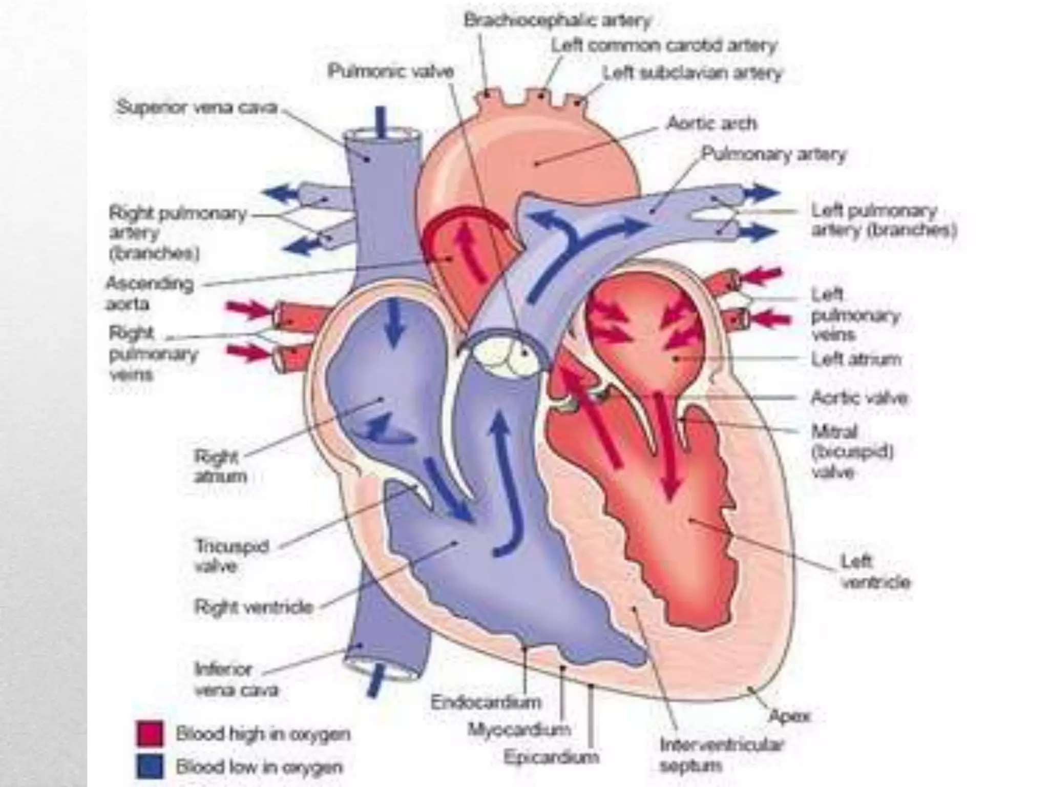 Mammalsmost detailed and extensive four chambered heart, two atria and two ventricles.  arteries lead away from the heart and distributing oxygenated blood throughout the body.  veins carry blood back to the heart and gather the carbon dioxide produced and take it to the lungs where it can be released.