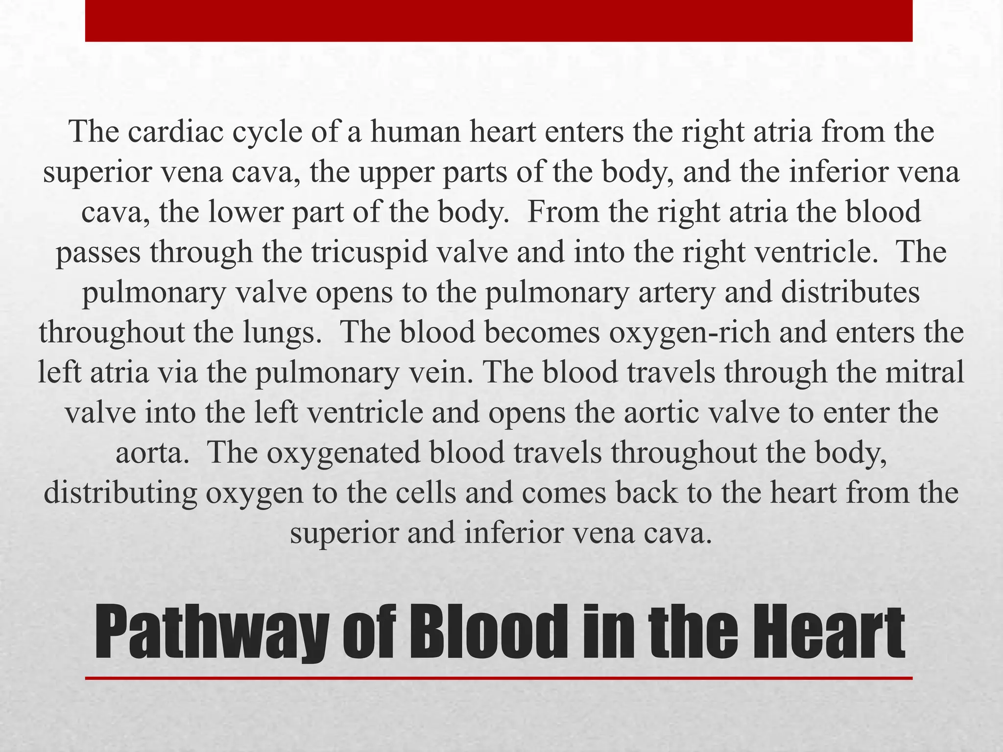 Structure and Anatomy
