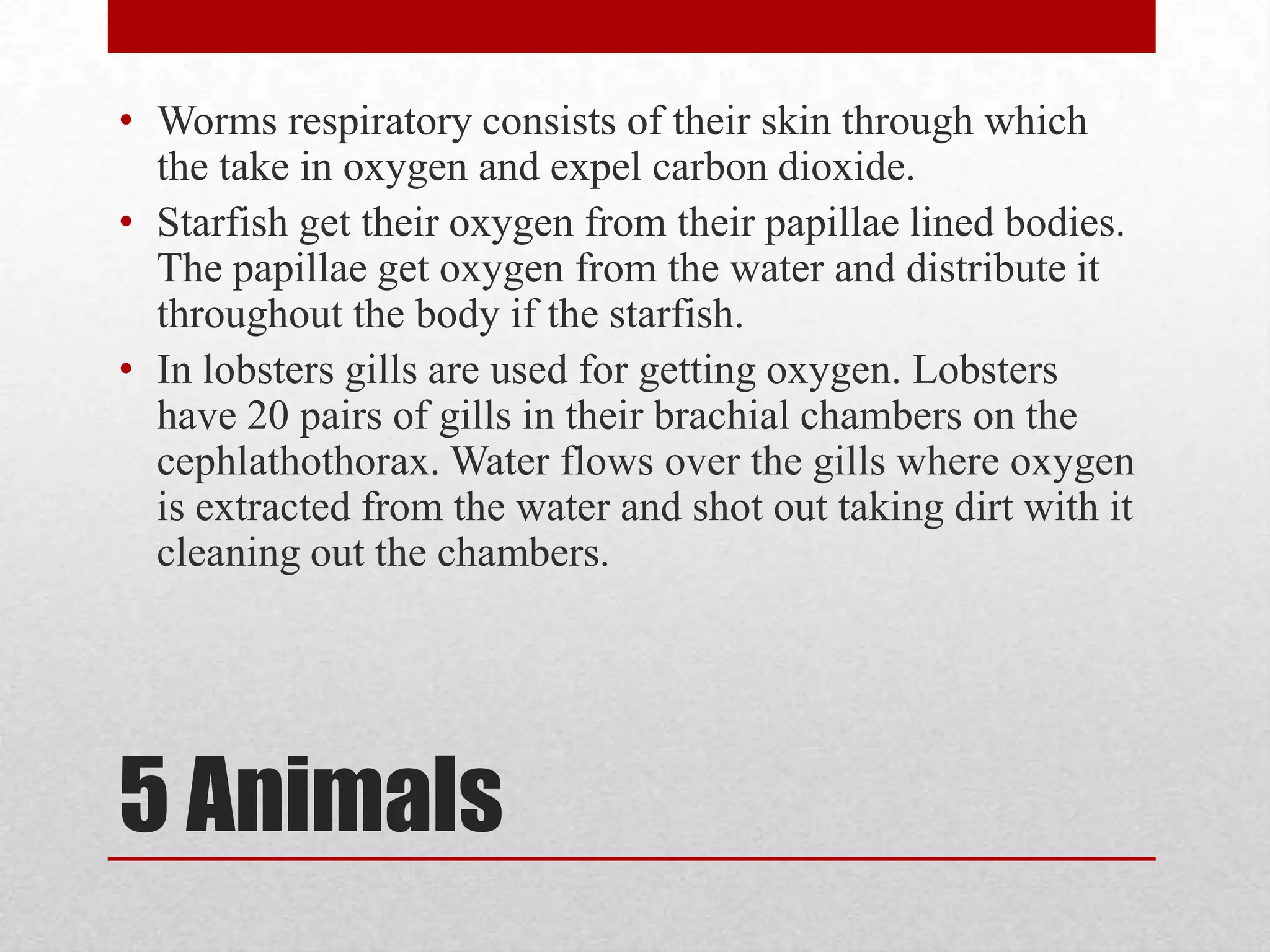 The respiratory system in humans takes in O2 and releases waste CO2. The diaphragm contracts causing the lungs to expand and take in air. The nasal passage where O2 is taken in and filtered of any irritants that may be lingering. Air is passed down through the pharynx larynx and trachea. The trachea keeps dust and debris from getting farther in to the system. The trachea divides into too two bronchus which lead to the lungs and are lined with mucus to keep dirt and dust from getting into the lungs. The lungs are split into lobes, the right lung has 3 lobes and the left has 2. Oxygen is pumped from the longs to the alveoli which pump oxygen into capillaries and the circulatory system. In birds the important organs are the lungs, anterior air sacs, and the posterior air sacs. The bird’s air sacs expand and air is taken into the lungs of the bird through the trachea. In the lungs birds have parabronchi which allow air flow to the bird’s atria which are connected to capillaries where the gases are exchanged5 Chordates