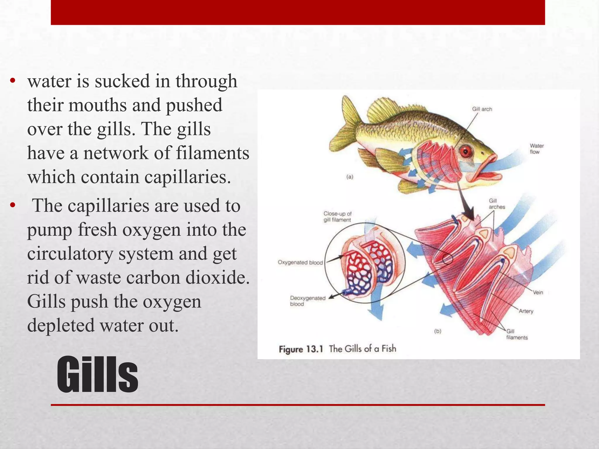 ContinuedIn mollusks such as clams they have a gill or a few with cilia covering them. The cilia conduct the flow of water over the gills. The gills are connected to the heart of the animal by a blood vessel. Jellyfish have no respiratory system, oxygen and carbon dioxide exchange is done through contact with the jellyfish’s thin membrane like skin.
