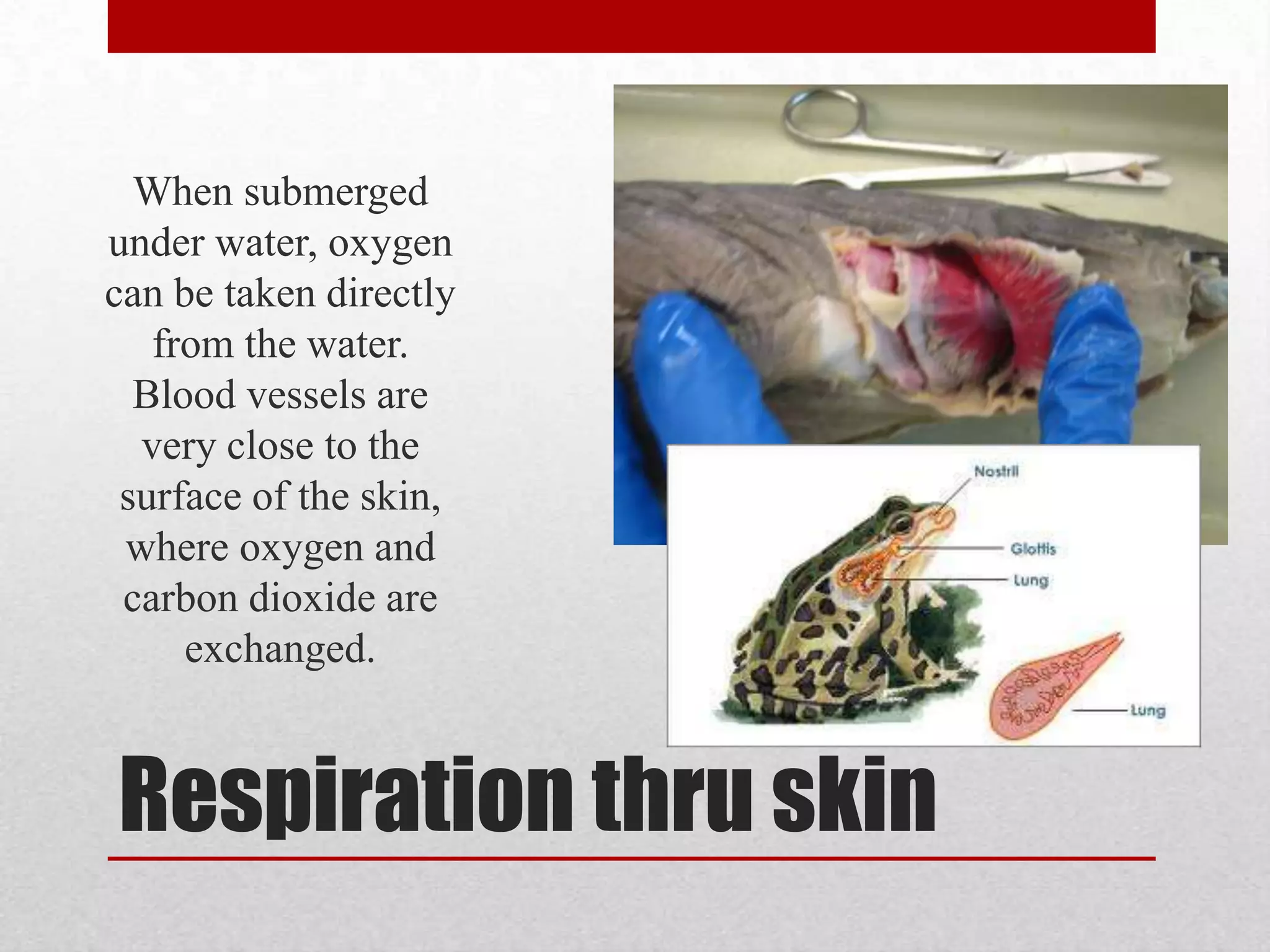 Land vs. WaterTerrestrial organisms have a system in which they directly take in oxygen from the air and release carbon dioxide. This is done through the lungs where oxygen taken in can be bonded with the hemoglobin of oxygen depleted red blood cells. 