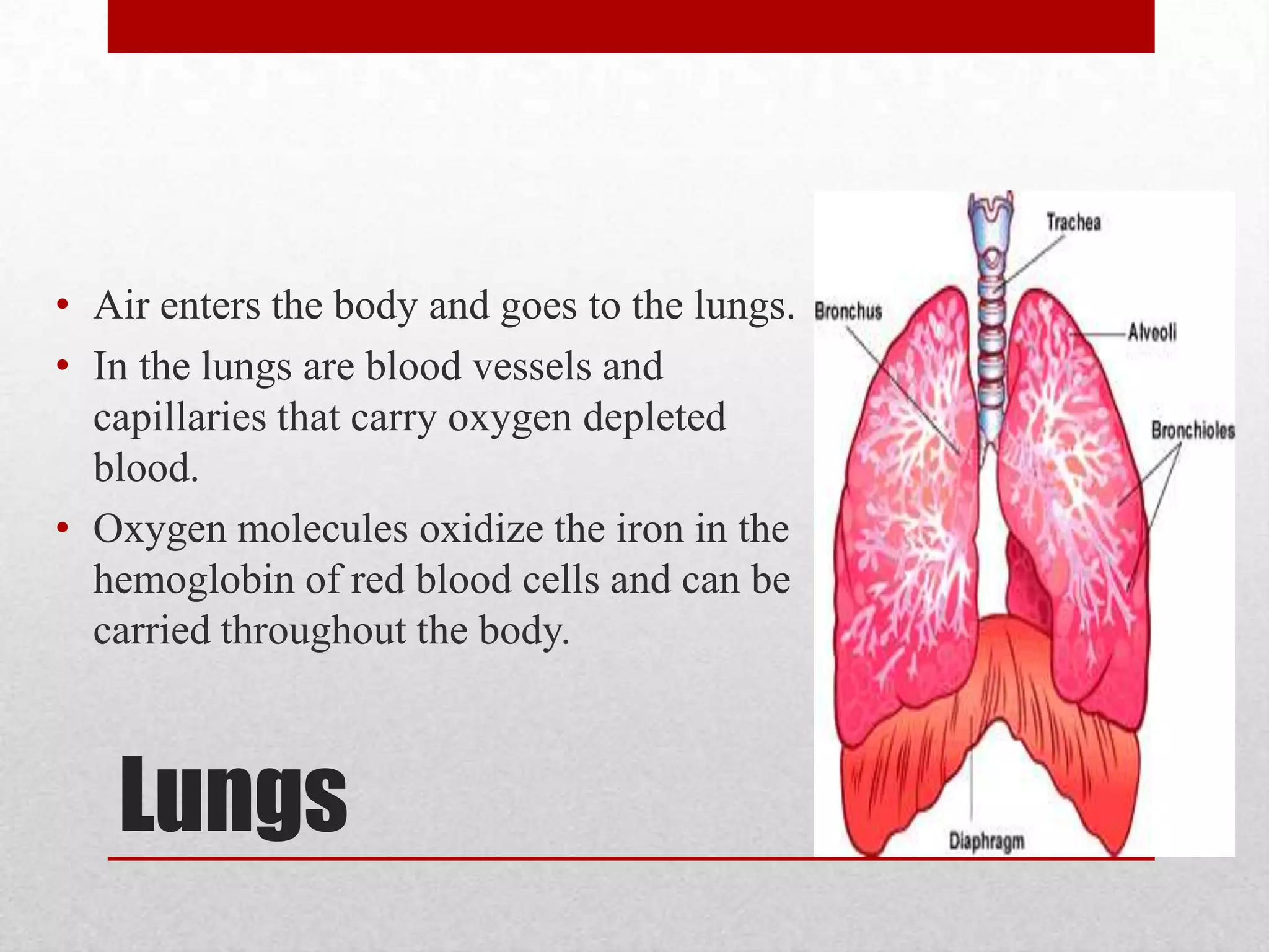 Aquatic organism usually use a system of gills to get their oxygen from the water.Water with oxygen is pumped over the gills where the capillaries of the gills contain oxygen depleted blood cells. The gills finish this process by pushing oxygen depleted water out of the body. Land vs. Water Cont.