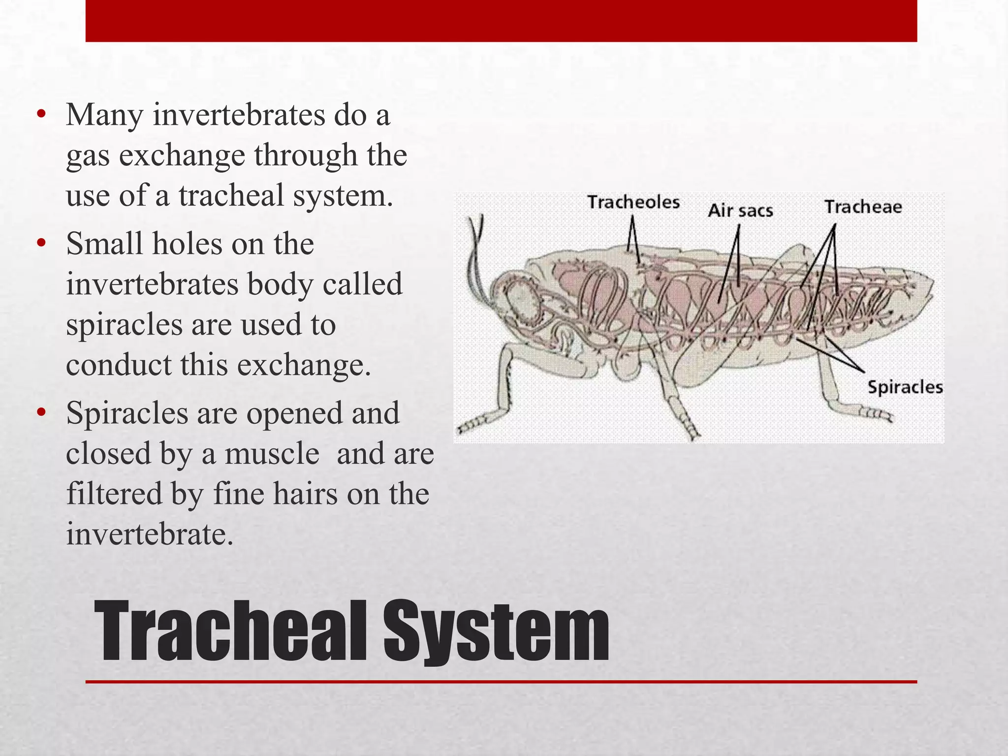 Gillswater is sucked in through their mouths and pushed over the gills. The gills have a network of filaments which contain capillaries. The capillaries are used to pump fresh oxygen into the circulatory system and get rid of waste carbon dioxide. Gills push the oxygen depleted water out.