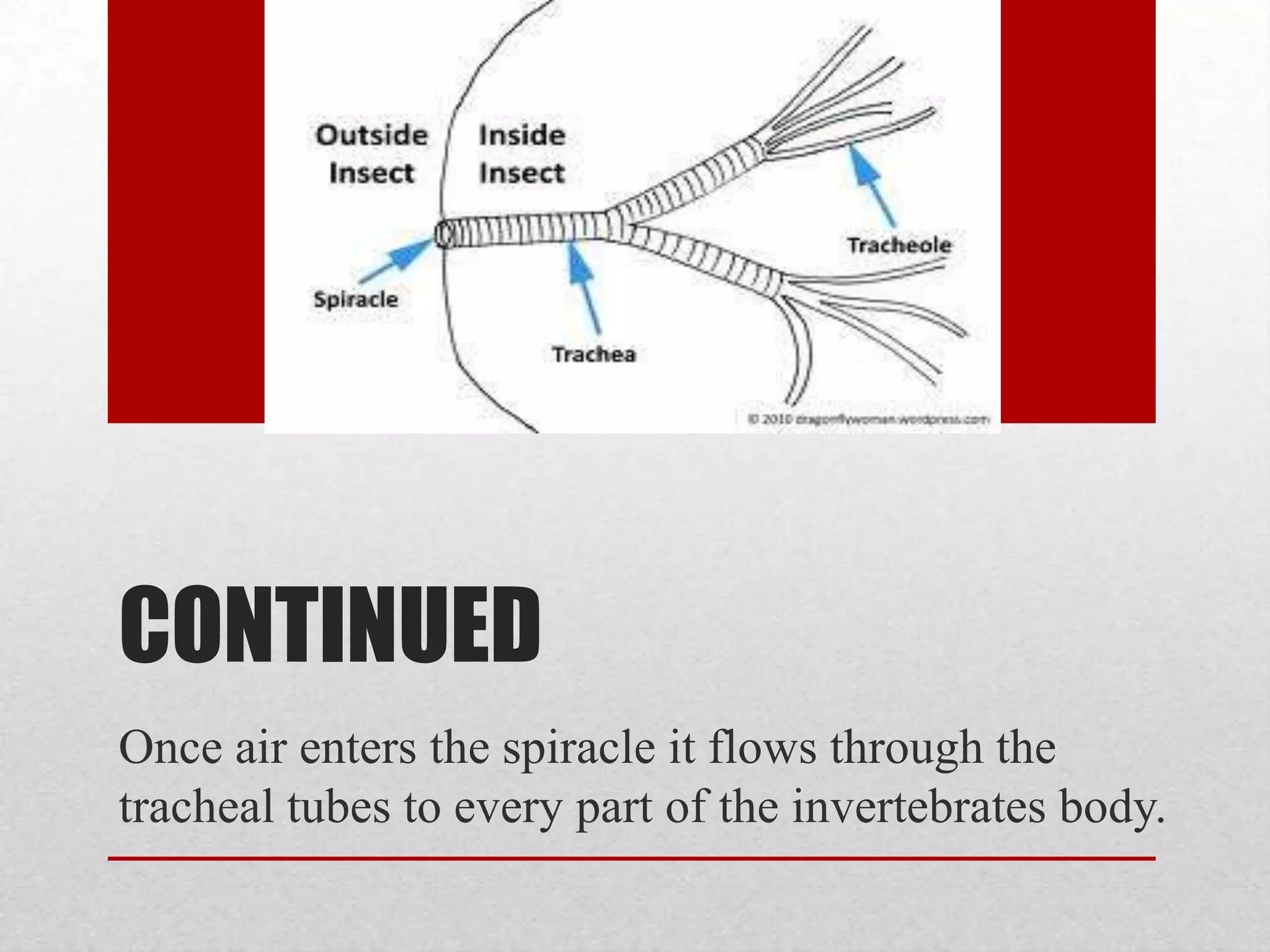 Respiration thru skinWhen submerged under water, oxygen can be taken directly from the water. Blood vessels are very close to the surface of the skin, where oxygen and carbon dioxide are exchanged.