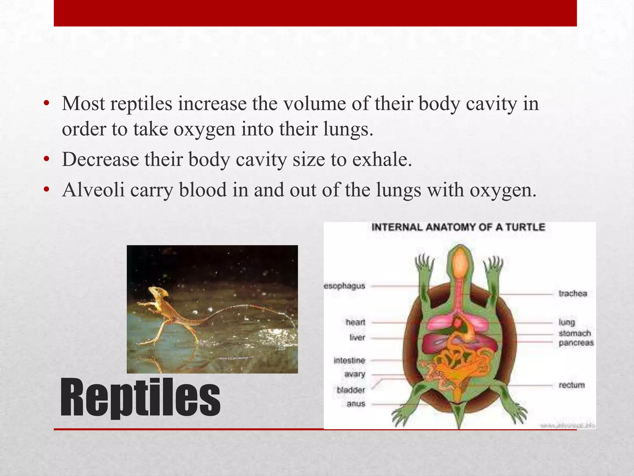 Tracheal SystemMany invertebrates do a gas exchange through the use of a tracheal system.Small holes on the invertebrates body called spiracles are used to conduct this exchange.Spiracles are opened and closed by a muscle  and are filtered by fine hairs on the invertebrate.
