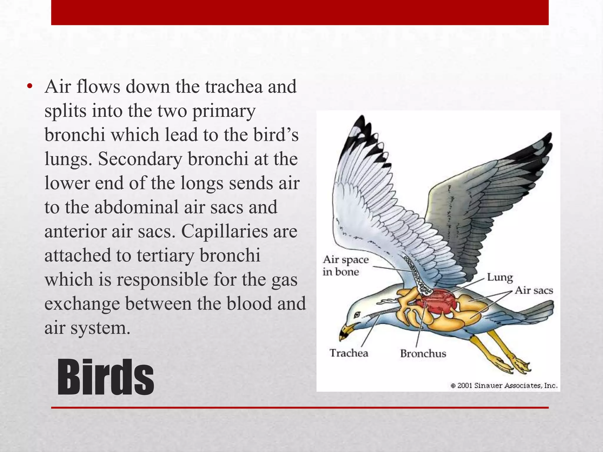 ContinuedOnce air enters the spiracle it flows through the tracheal tubes to every part of the invertebrates body.