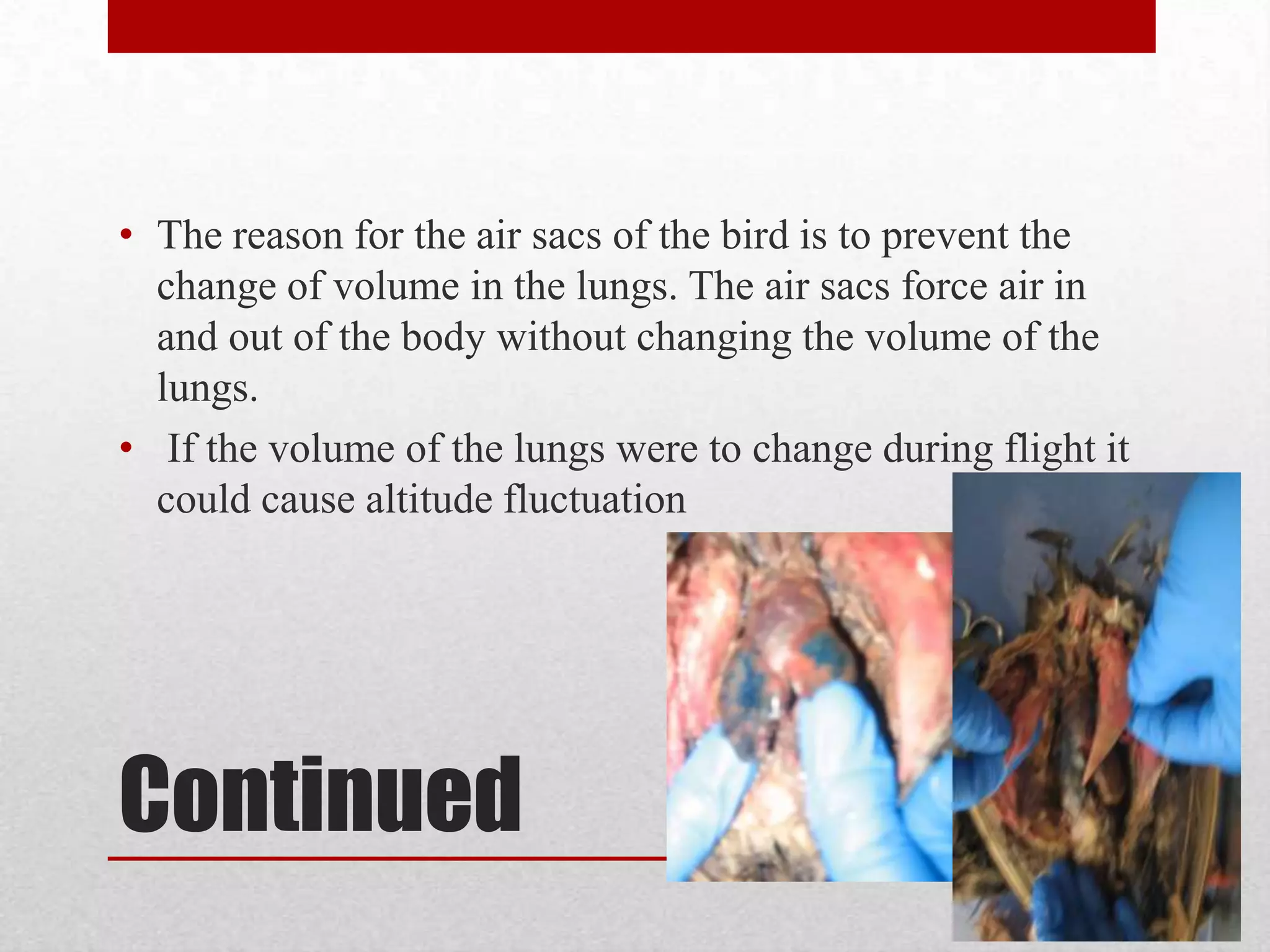 AmphibiansMost have developed a thin moist skin which aids in respiration. When an amphibian submerges under water, it can get its oxygen directly from the water through it’s skin. Blood vessels are very close to the surface of the skin, where oxygen and carbon dioxide are exchanged. When on dry land they can breathe using their lungs.