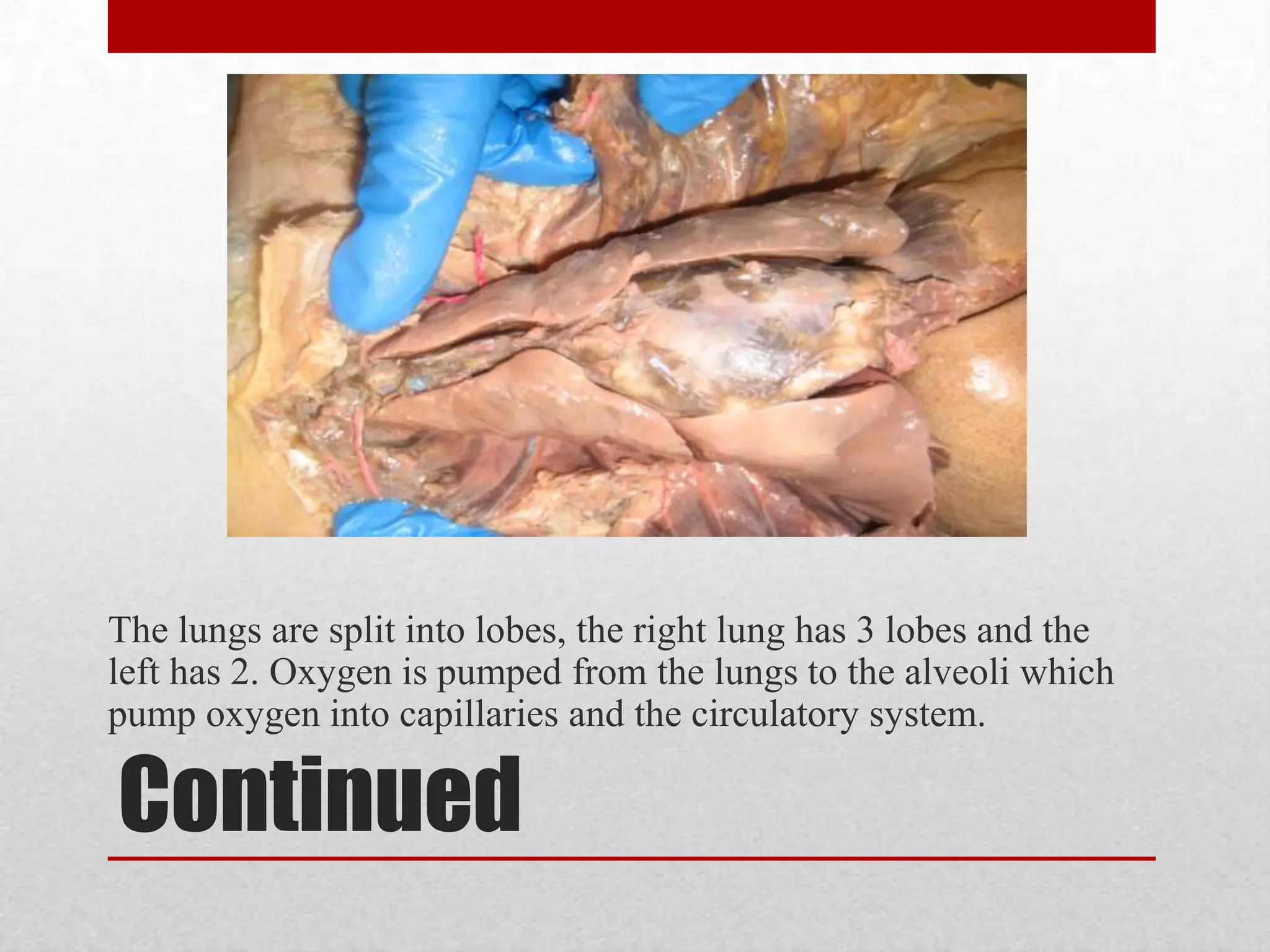 BirdsAir flows down the trachea and splits into the two primary bronchi which lead to the bird’s lungs. Secondary bronchi at the lower end of the longs sends air to the abdominal air sacs and anterior air sacs. Capillaries are attached to tertiary bronchi which is responsible for the gas exchange between the blood and air system. 