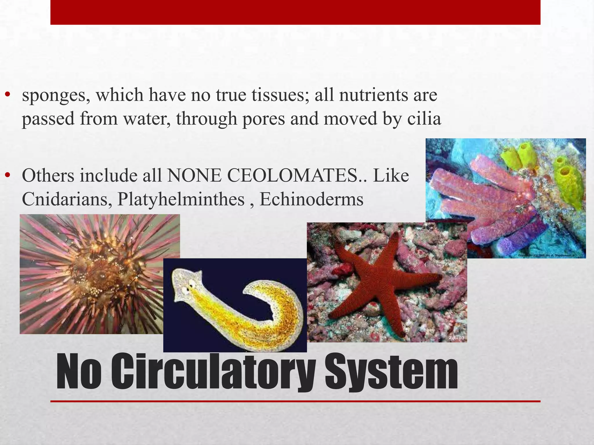5 ChordatesWe researched the circulatory systems in 5 animals from the phyla Chordata.  The shark, newt, lizard, pigeon and human.In lab, we got to look at and dissect the shark, pigeon, fish, shark, cat and a sheep’s heart