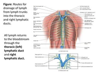 Circulatory anes 16.pptx