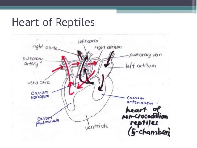 plants research paper biology pdf