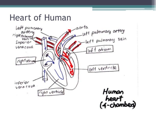 The circulatory system homework image