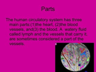 Parts The human circulatory system has three main parts:(1)the heart, (2)the blood vessels, and(3) the blood. A watery fluid called lymph and the vessels that carry it, are sometimes considered a part of the vessels.