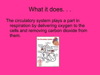 What it does. . . The circulatory system plays a part in respiration by delivering oxygen to the cells and removing carbon dioxide from them.