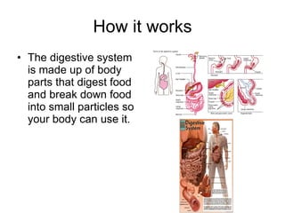 How it works The digestive system is made up of body parts that digest food and break down food into small particles so your body can use it.