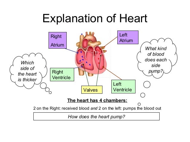 Circulatory system