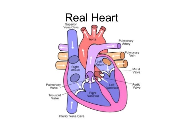 circulatory system how do the heart works