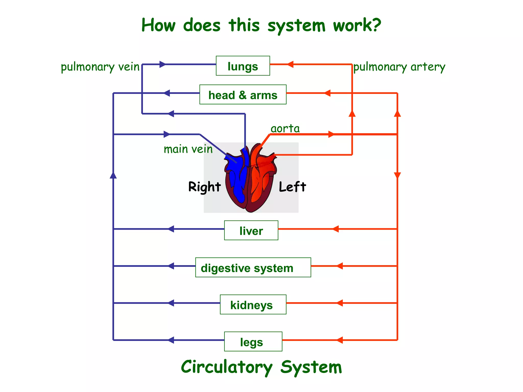 lungs
head & arms
liver
digestive system
kidneys
legs
pulmonary artery
aorta
pulmonary vein
main vein
LeftRight
How does this system work?
Circulatory System
 