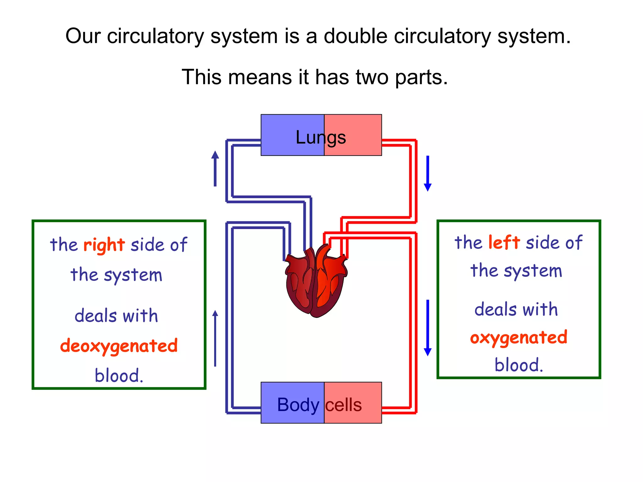 Lungs
Body cells
Our circulatory system is a double circulatory system.
This means it has two parts.
the right side of
the system
deals with
deoxygenated
blood.
the left side of
the system
deals with
oxygenated
blood.
 