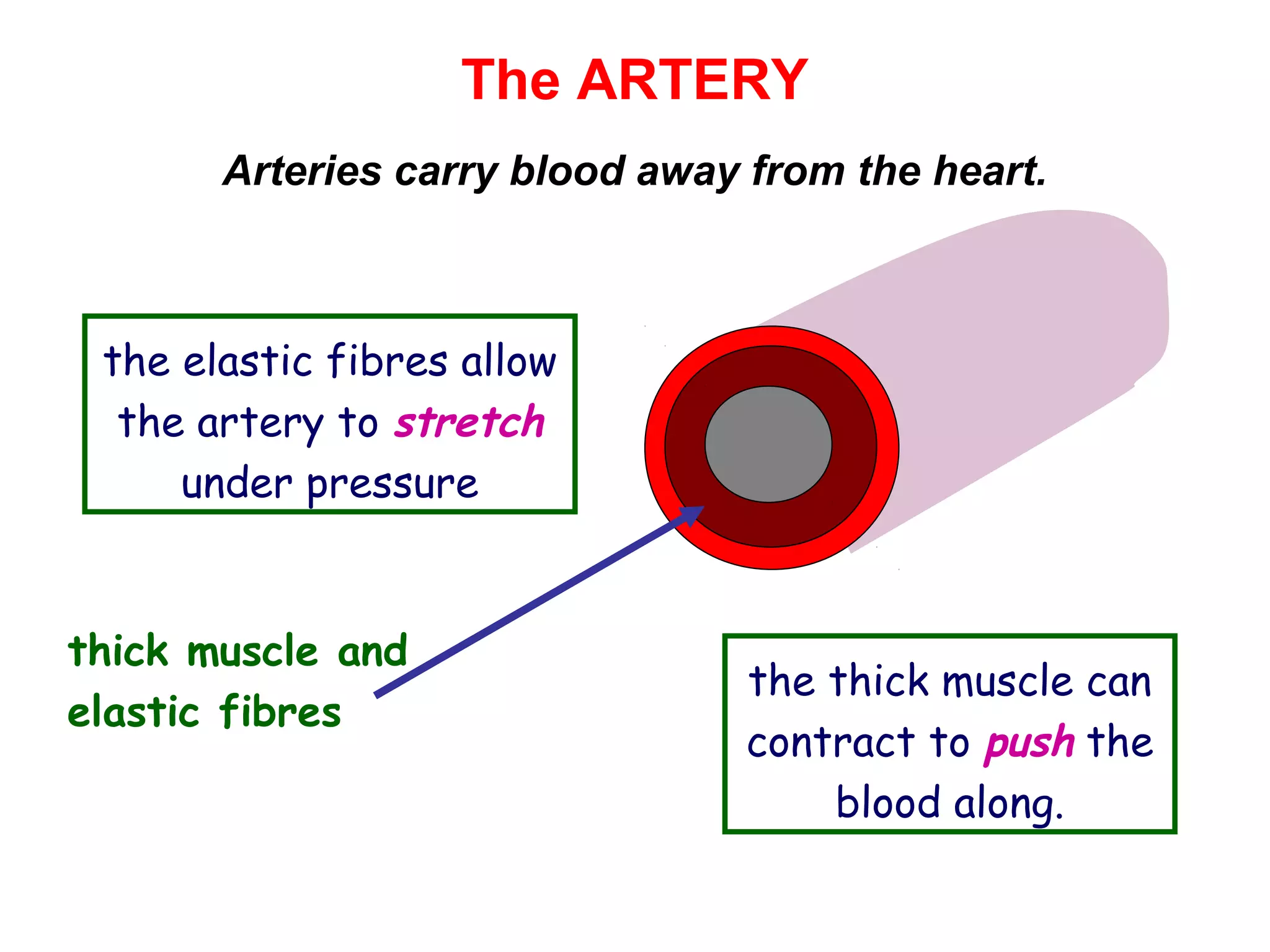 The ARTERY
thick muscle and
elastic fibres
Arteries carry blood away from the heart.
the elastic fibres allow
the artery to stretch
under pressure
the thick muscle can
contract to push the
blood along.
 