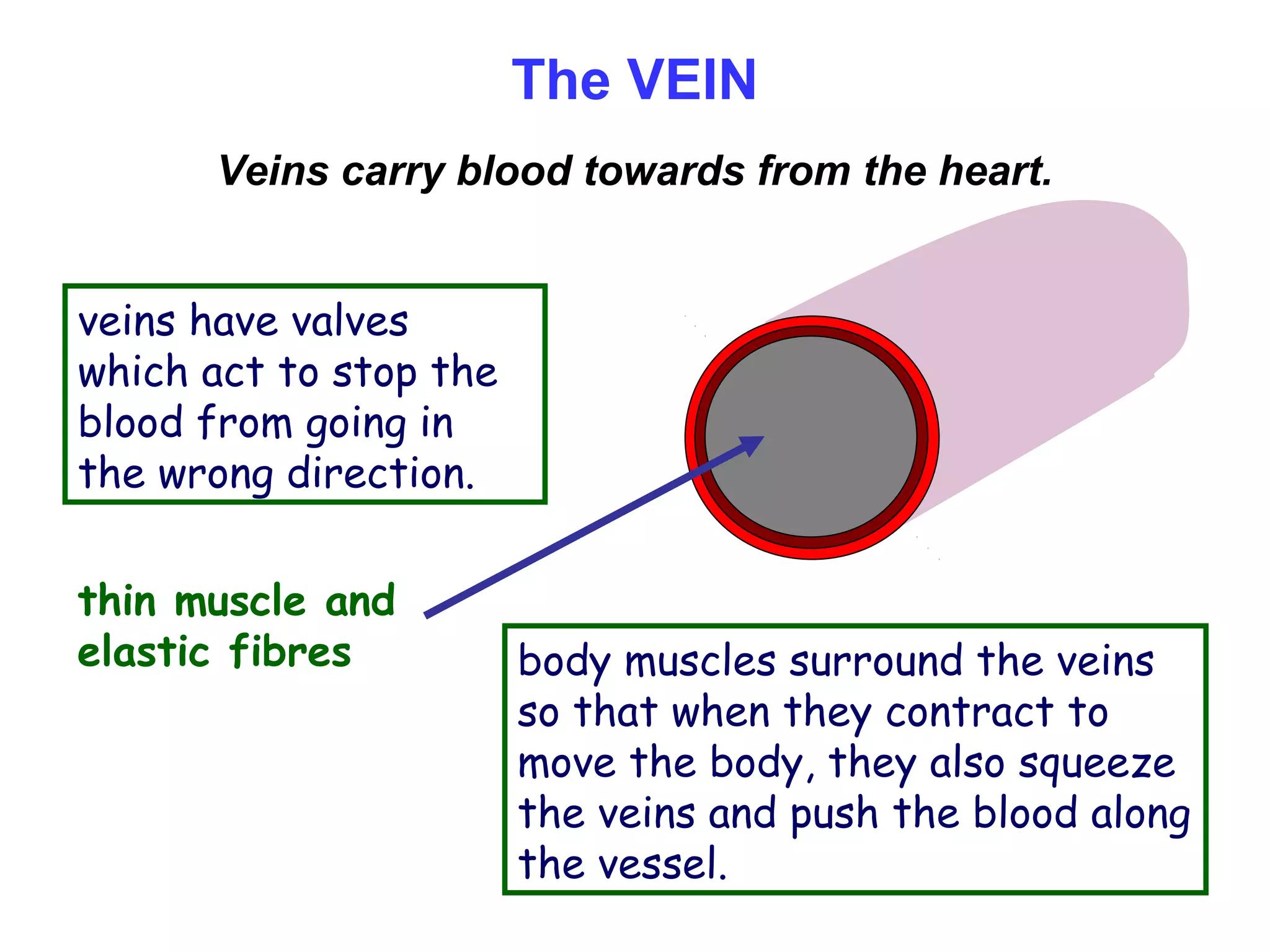 The VEIN
Veins carry blood towards from the heart.
thin muscle and
elastic fibres
veins have valves
which act to stop the
blood from going in
the wrong direction.
body muscles surround the veins
so that when they contract to
move the body, they also squeeze
the veins and push the blood along
the vessel.
 