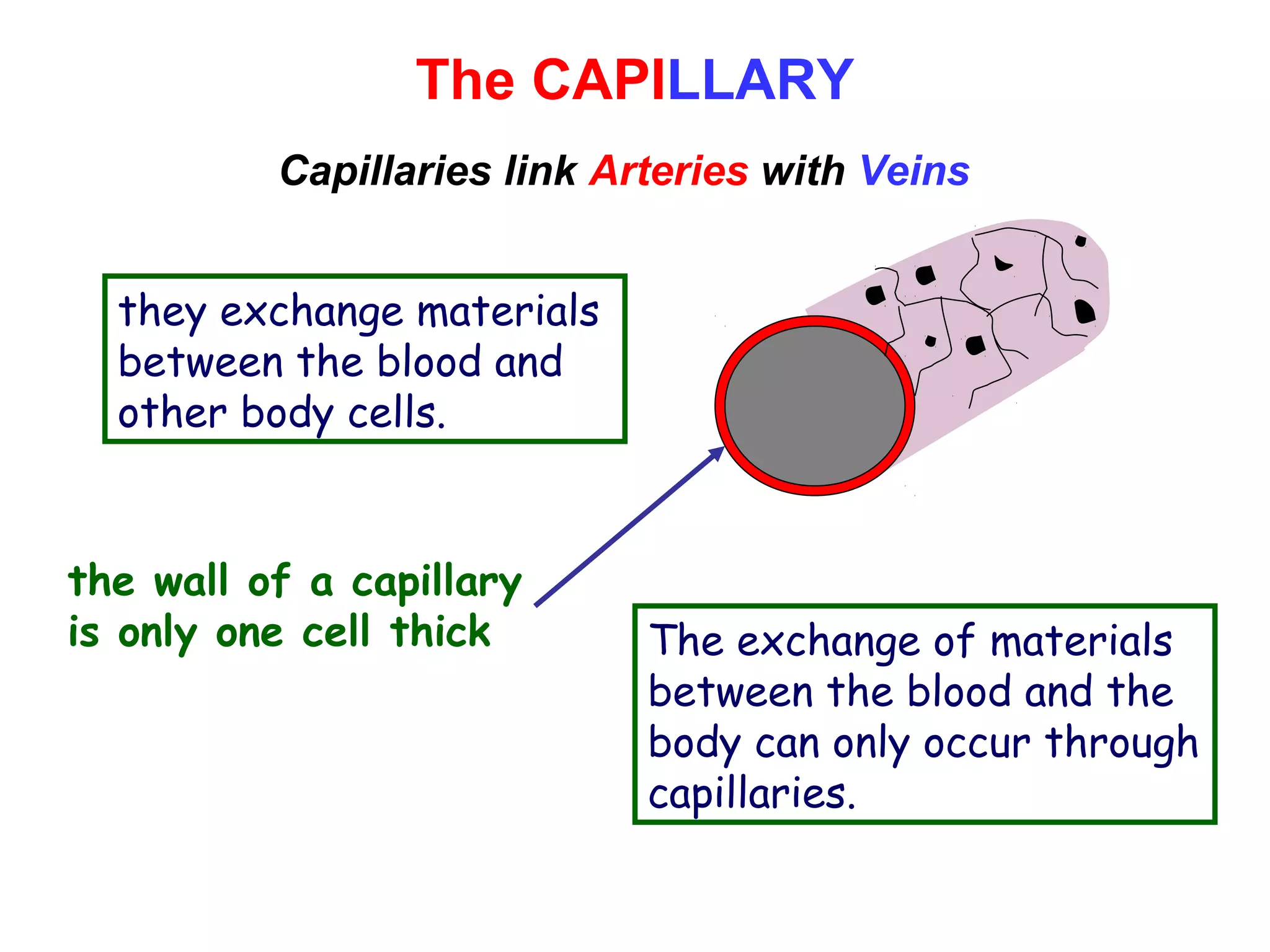 The CAPILLARY
Capillaries link Arteries with Veins
the wall of a capillary
is only one cell thick
they exchange materials
between the blood and
other body cells.
The exchange of materials
between the blood and the
body can only occur through
capillaries.
 