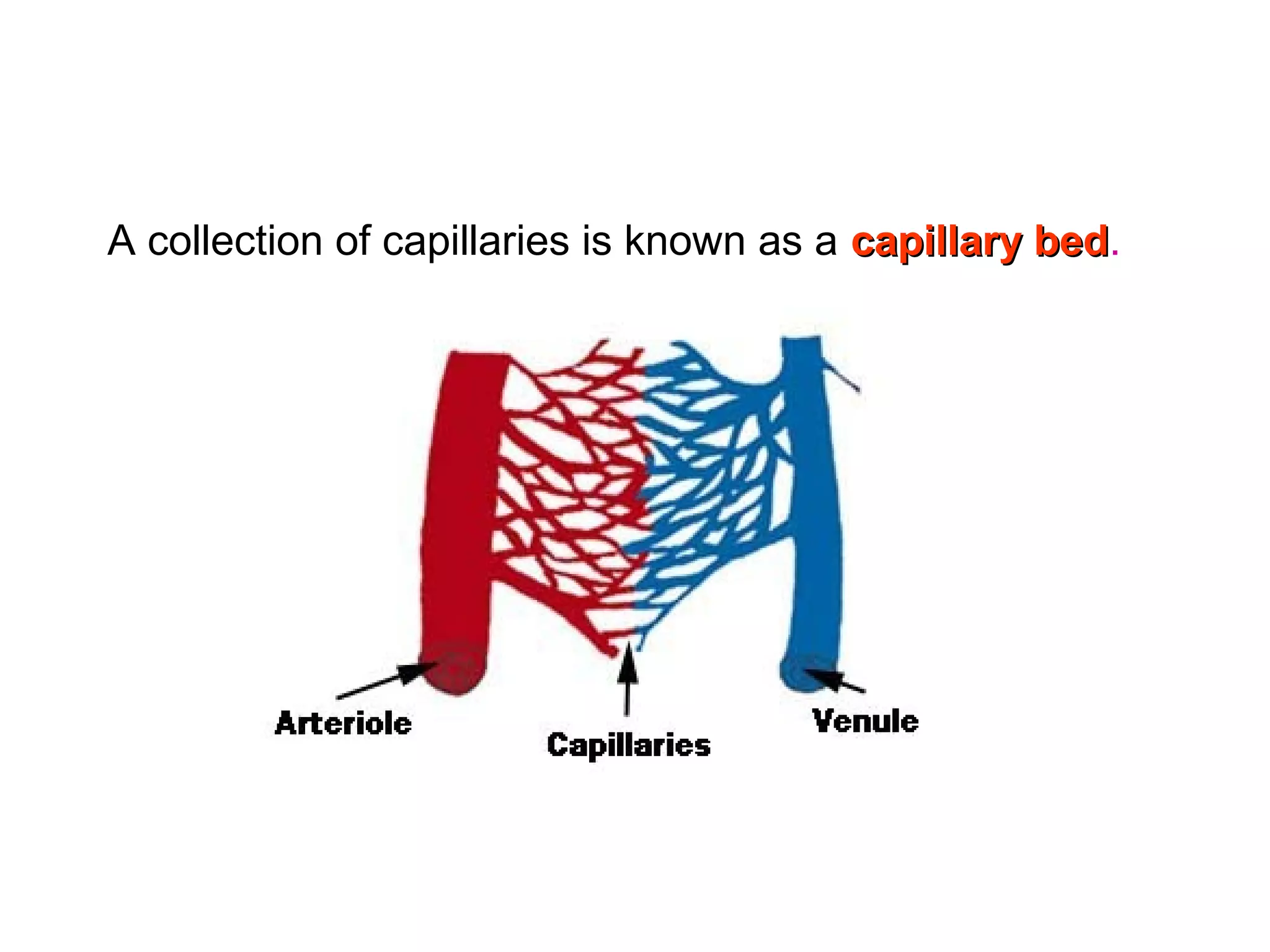 A collection of capillaries is known as a capillary bedcapillary bed.
 