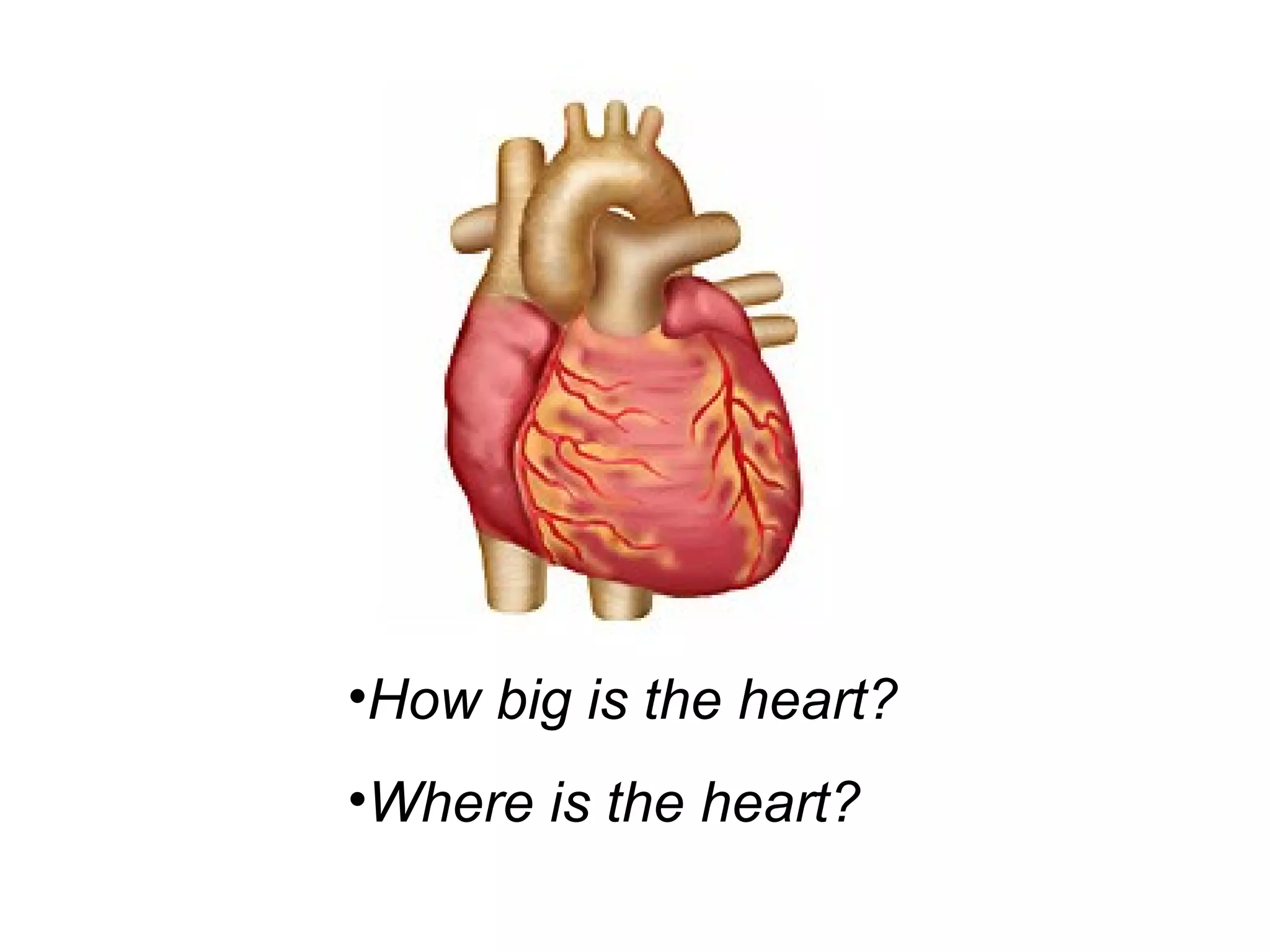 •How big is the heart?
•Where is the heart?
 