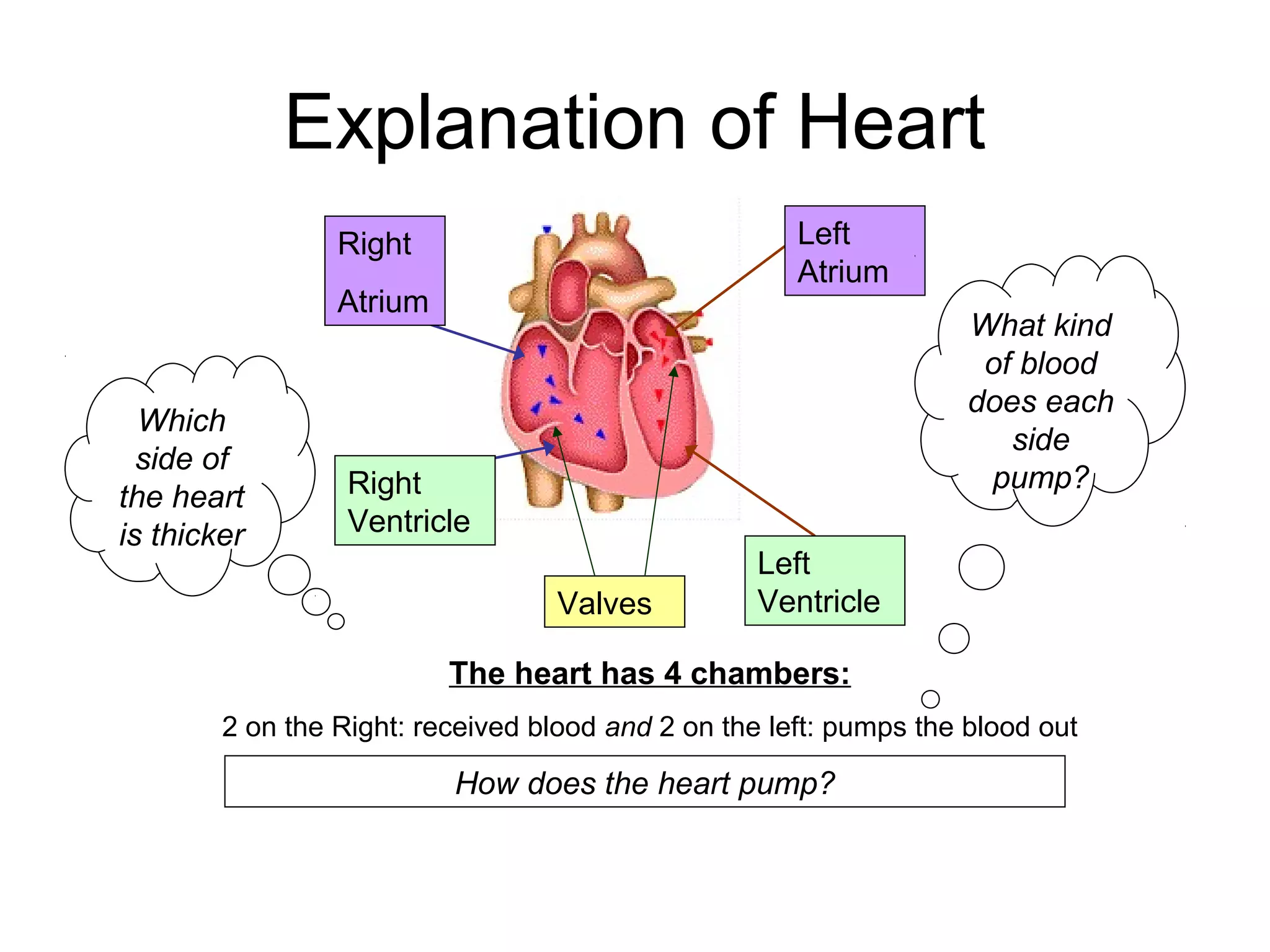 Explanation of Heart
Right
Atrium
Right
Ventricle
Left
Atrium
Left
VentricleValves
The heart has 4 chambers:
2 on the Right: received blood and 2 on the left: pumps the blood out
How does the heart pump?
What kind
of blood
does each
side
pump?
Which
side of
the heart
is thicker
 