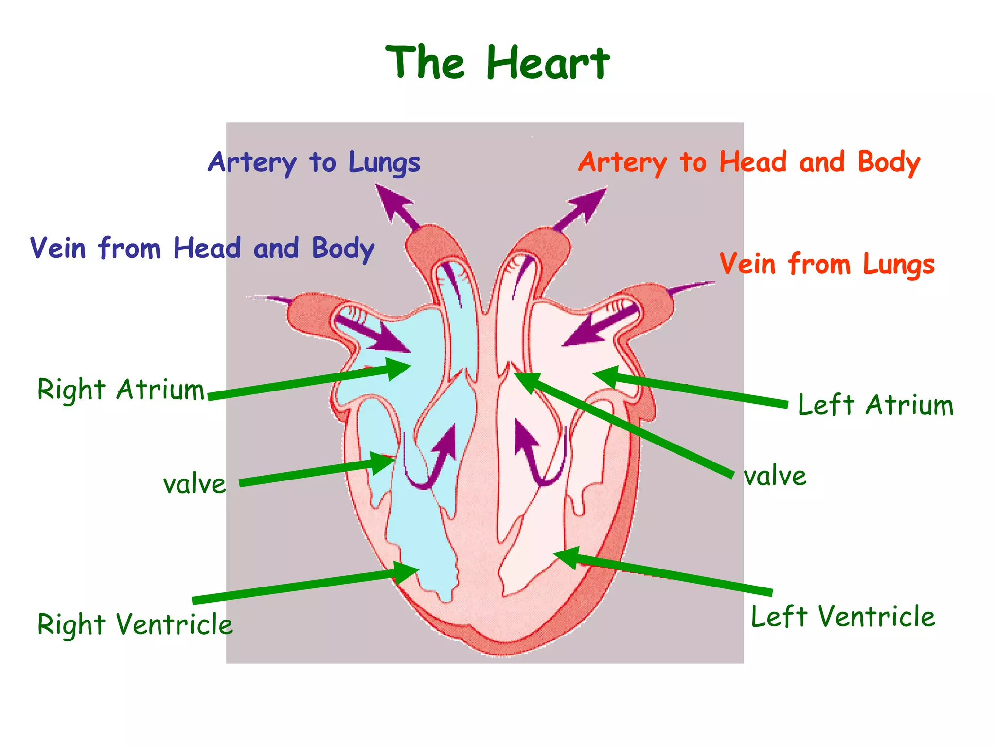 The Heart
Left Ventricle
Left Atrium
Right Atrium
Right Ventricle
valve
Vein from Lungs
Artery to Head and BodyArtery to Lungs
Vein from Head and Body
valve
 