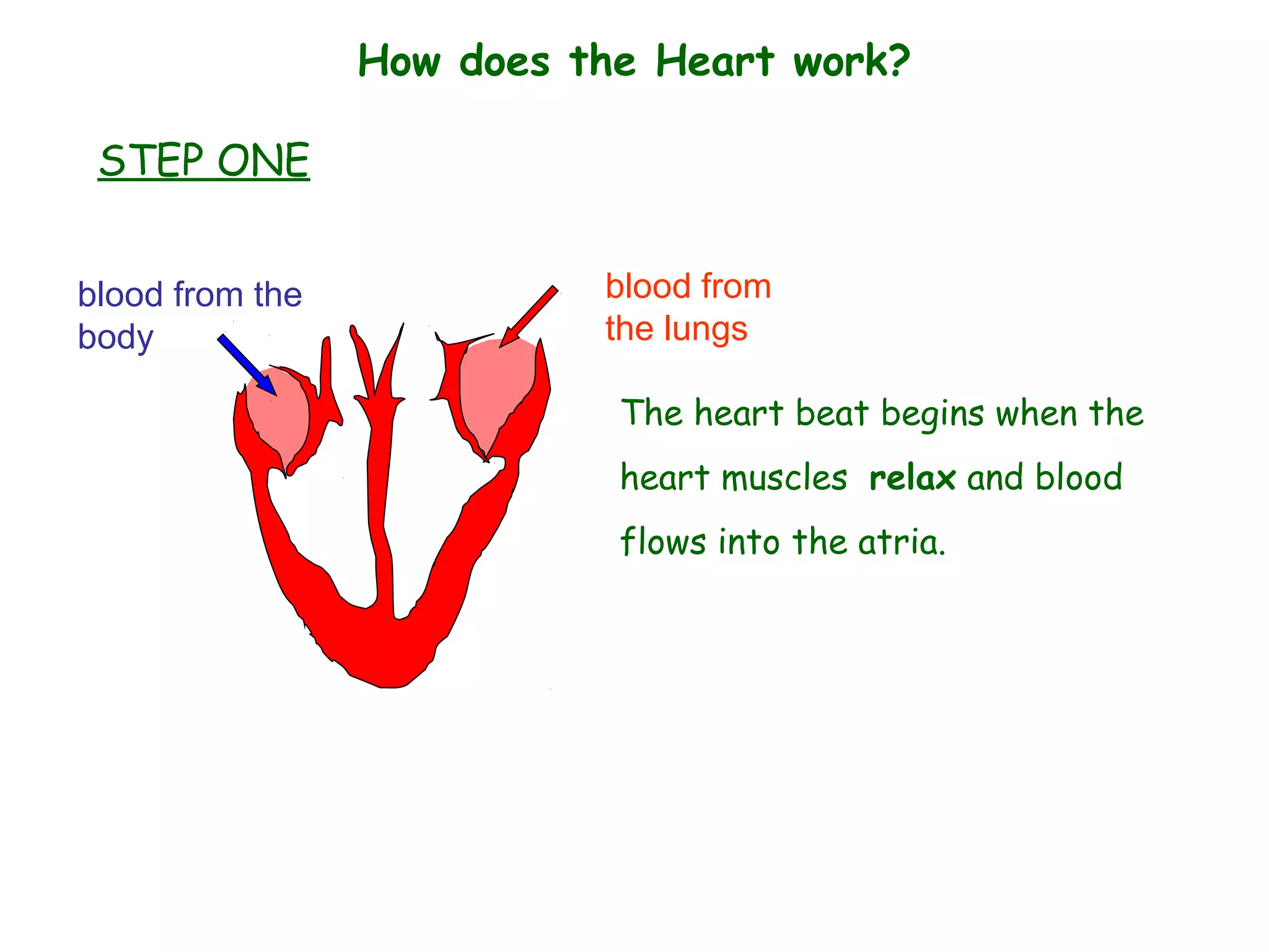 How does the Heart work?
blood from the
body
blood from
the lungs
The heart beat begins when the
heart muscles relax and blood
flows into the atria.
STEP ONE
 
