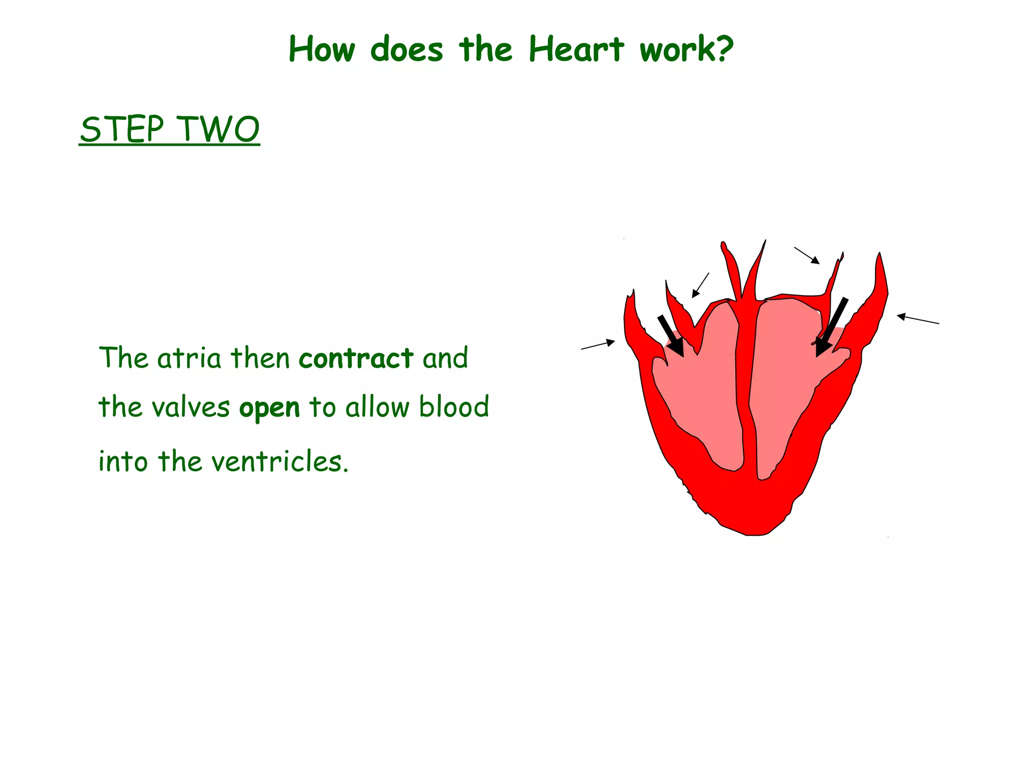 The atria then contract and
the valves open to allow blood
into the ventricles.
How does the Heart work?
STEP TWO
 