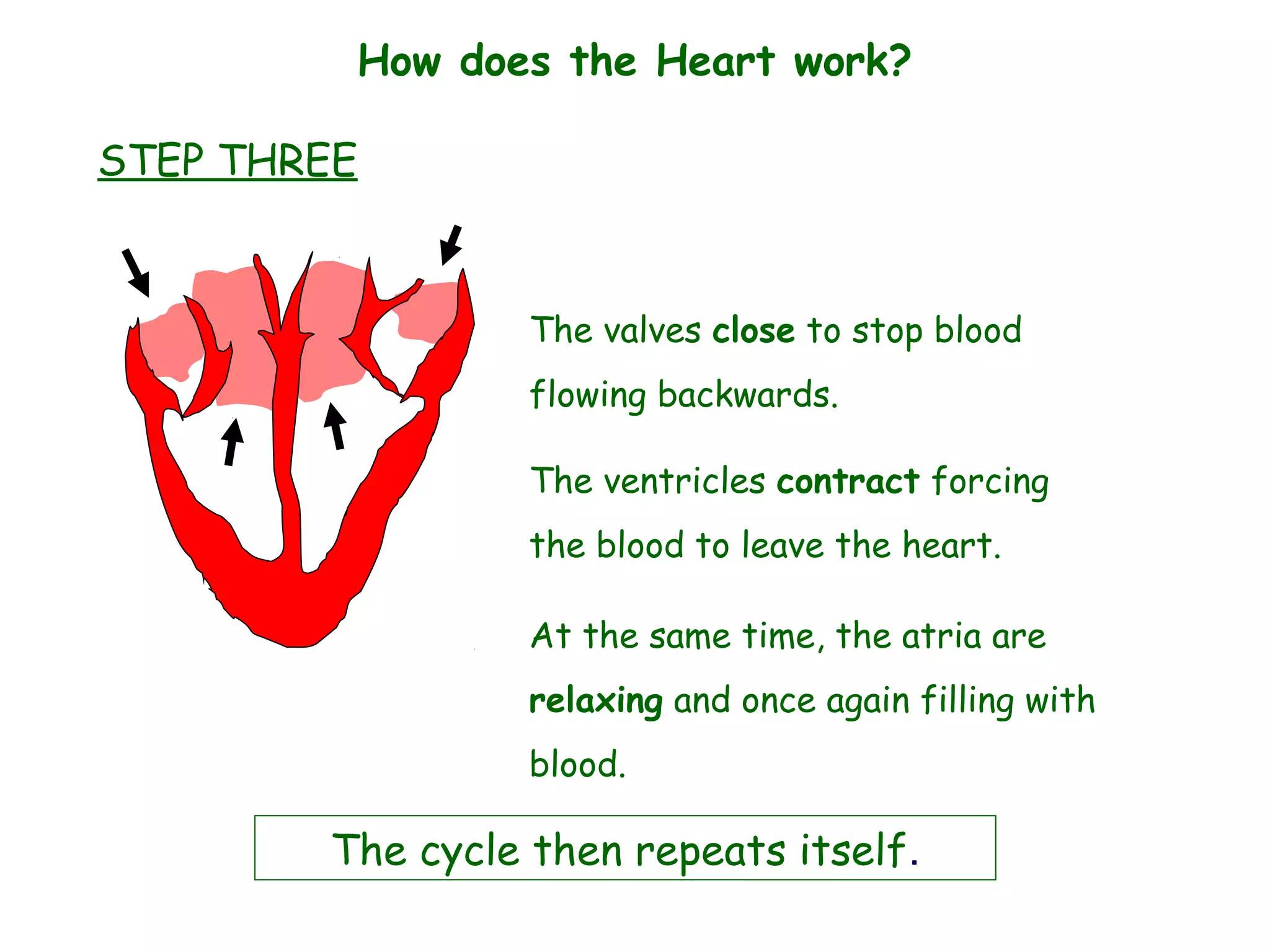 How does the Heart work?
The valves close to stop blood
flowing backwards.
The ventricles contract forcing
the blood to leave the heart.
At the same time, the atria are
relaxing and once again filling with
blood.
The cycle then repeats itself.
STEP THREE
 
