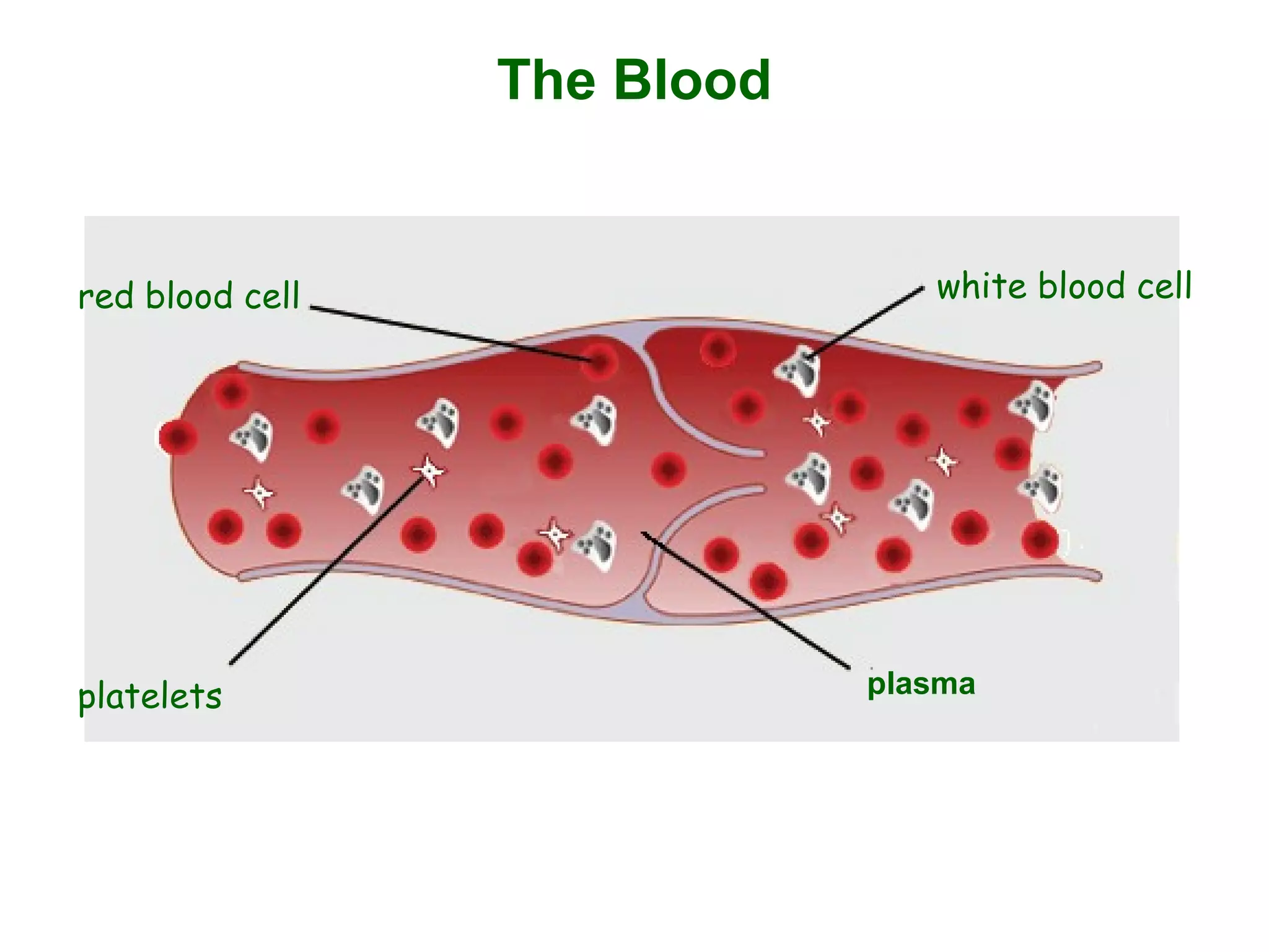 The Blood
plasma
red blood cell white blood cell
platelets
 