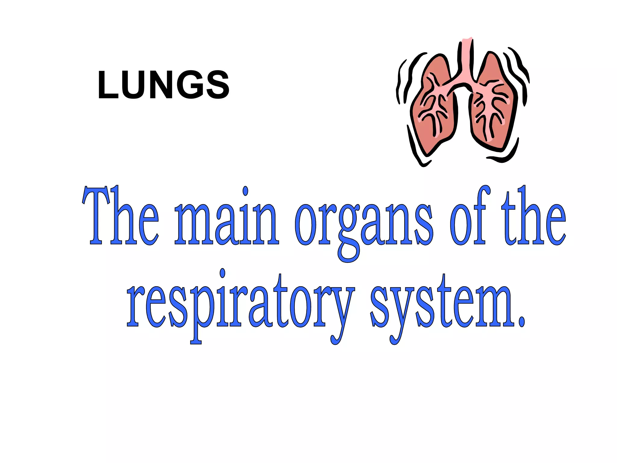LUNGS
 