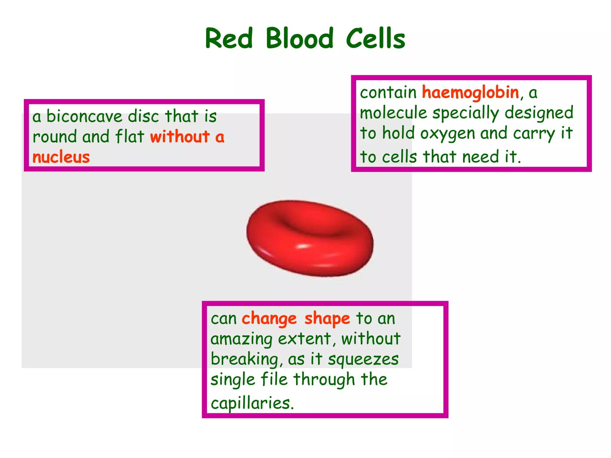 Red Blood Cells
contain haemoglobin, a
molecule specially designed
to hold oxygen and carry it
to cells that need it.
can change shape to an
amazing extent, without
breaking, as it squeezes
single file through the
capillaries.
a biconcave disc that is
round and flat without a
nucleus
 
