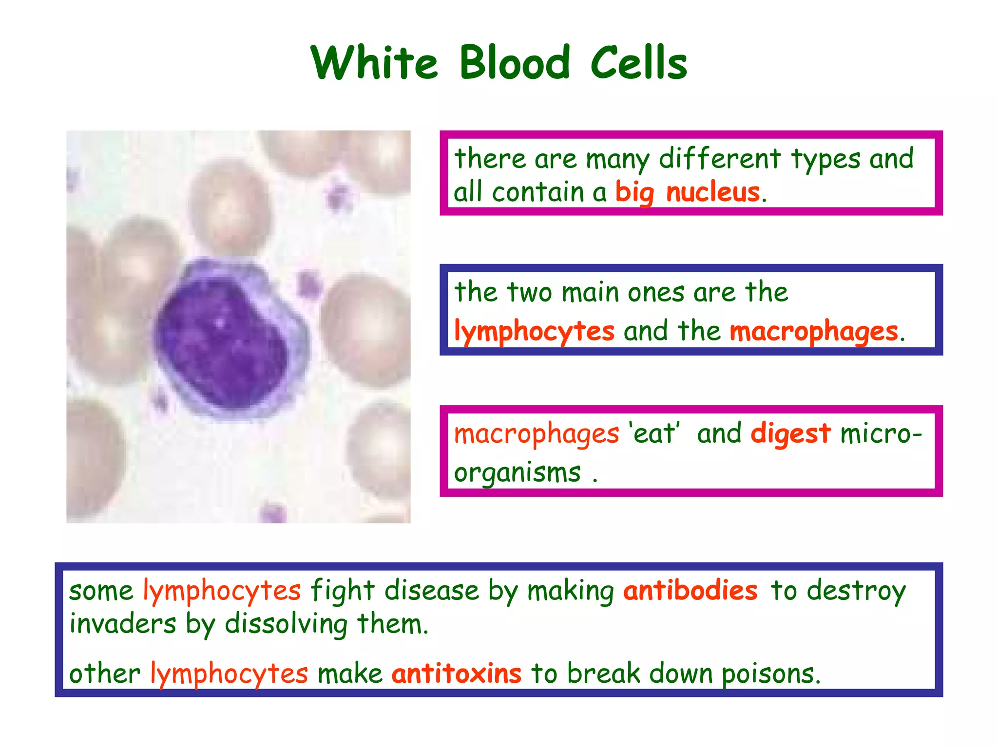 White Blood Cells
there are many different types and
all contain a big nucleus.
the two main ones are the
lymphocytes and the macrophages.
some lymphocytes fight disease by making antibodies to destroy
invaders by dissolving them.
other lymphocytes make antitoxins to break down poisons.
macrophages ‘eat’ and digest micro-
organisms .
 