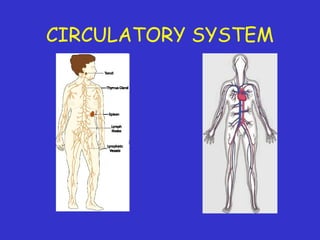 CIRCULATORY SYSTEM
 