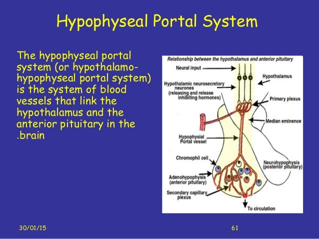 Circulatory system Nov 2010