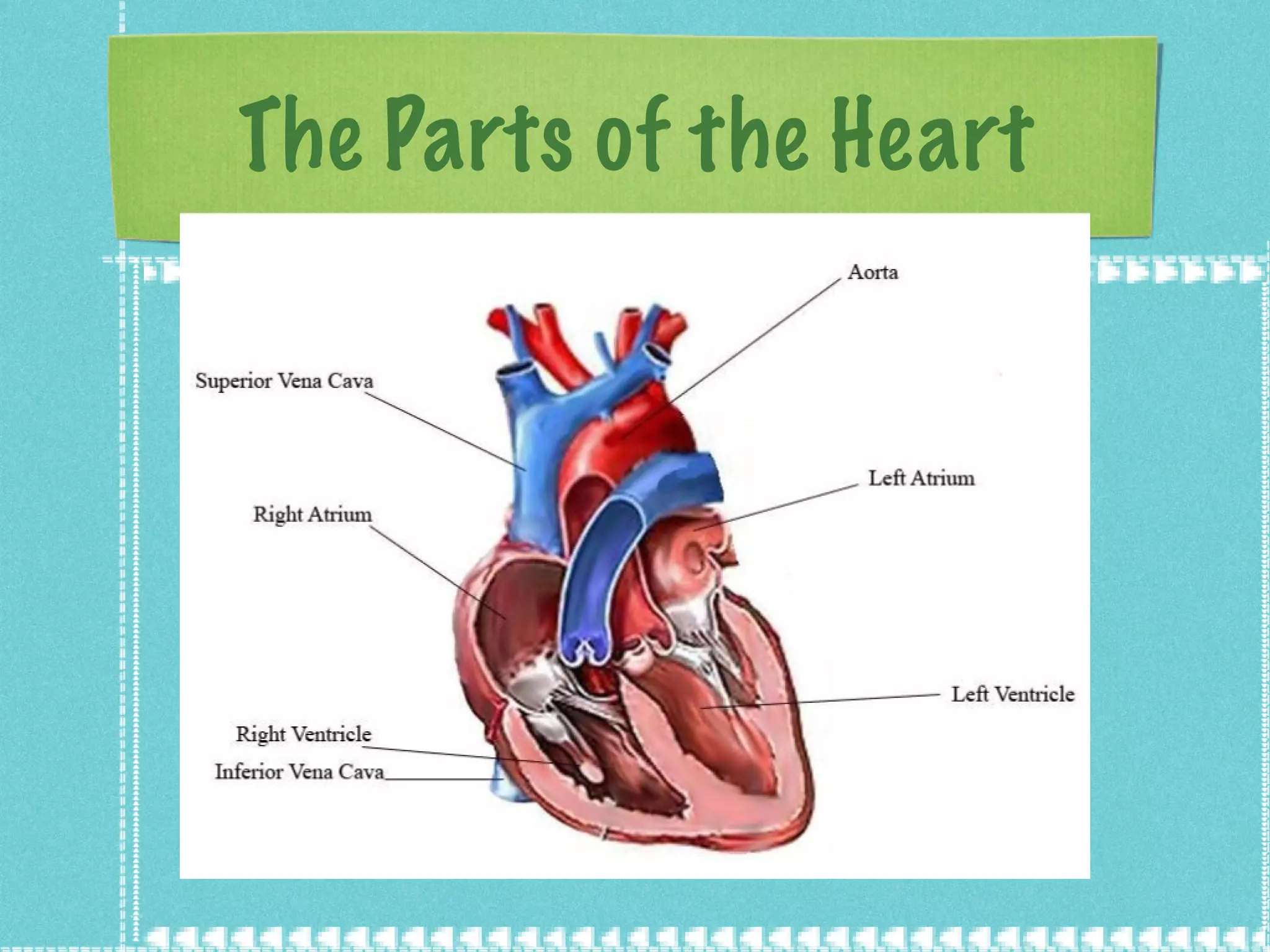 The Parts of the Heart 